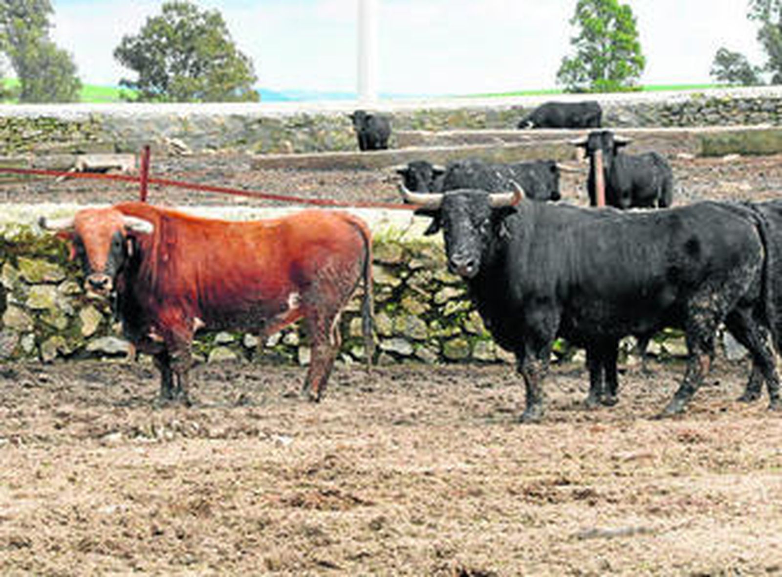 Los ejemplares que recorrerán las calles vejeriegas en la finca de Cebada Gago en Medina Sidonia.
