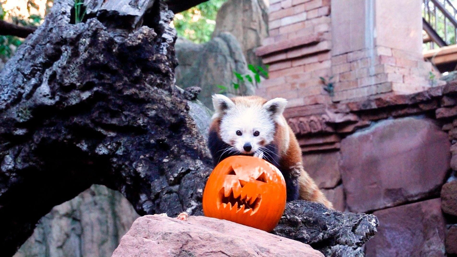 Animales del Bioparc de Fuengirola