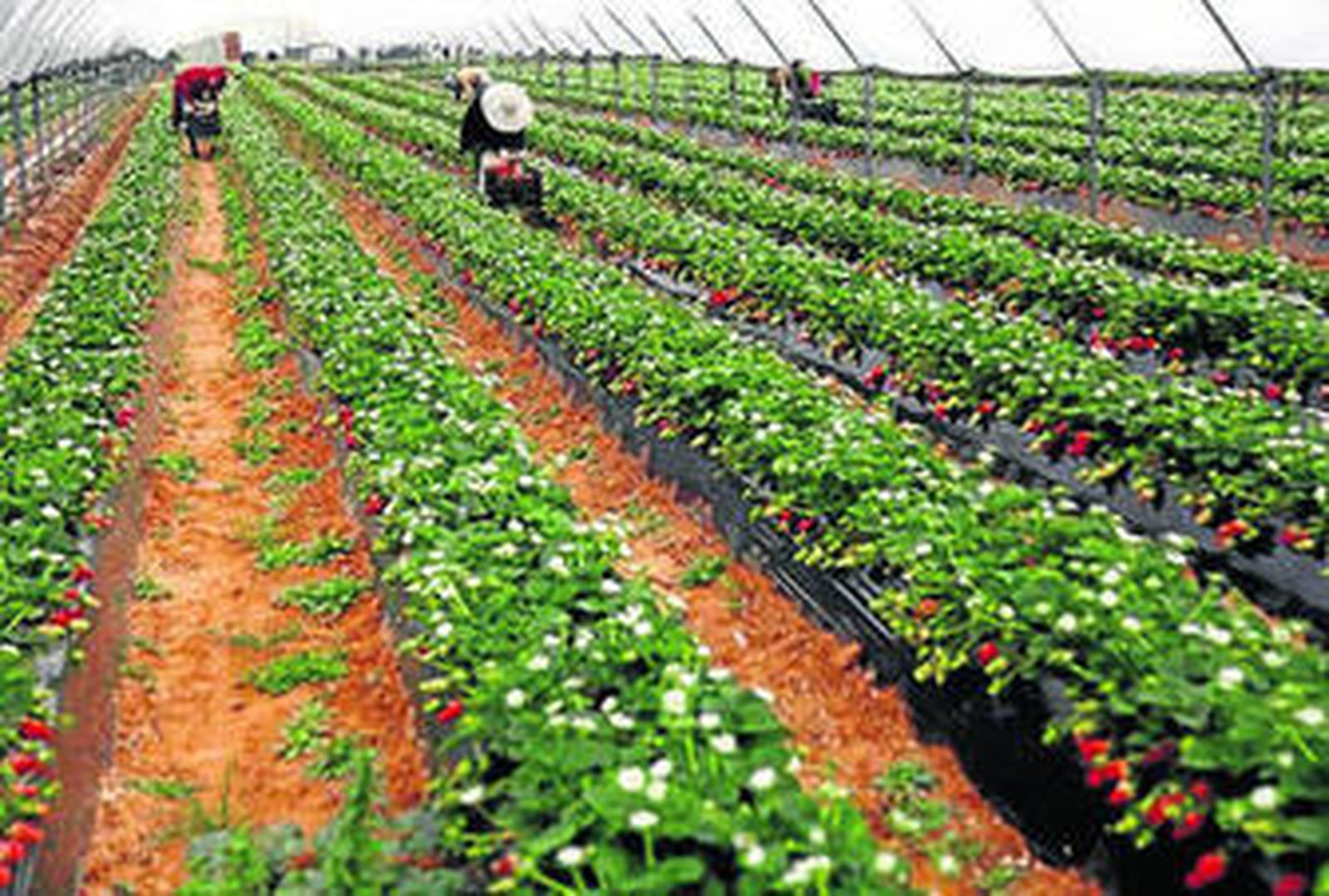 Finca fresera de regadío en la zona de Doñana.