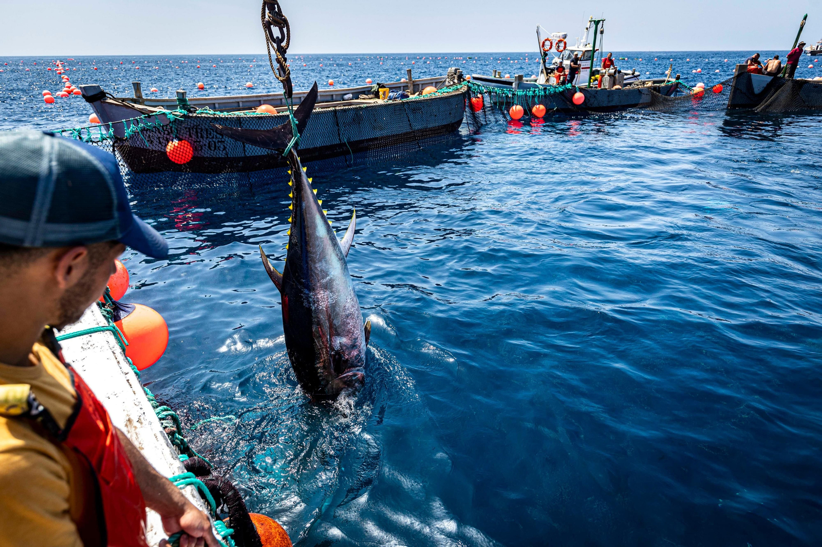 Las imágenes de la primera levantá en la almadraba de Barbate