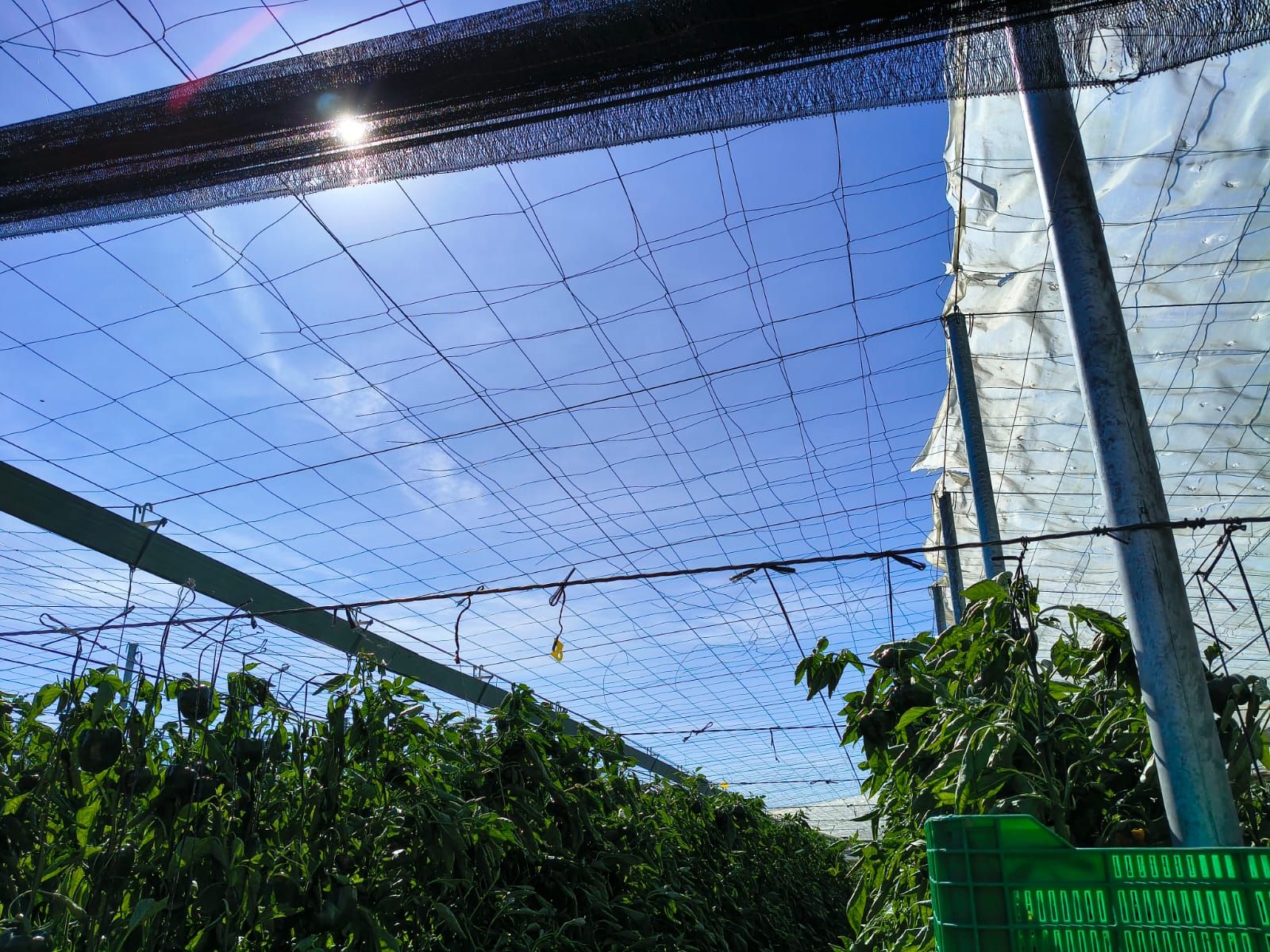 Más de 50 hectáreas destruidas: así ha dejado la borrasca Oriana la agricultura de Almería