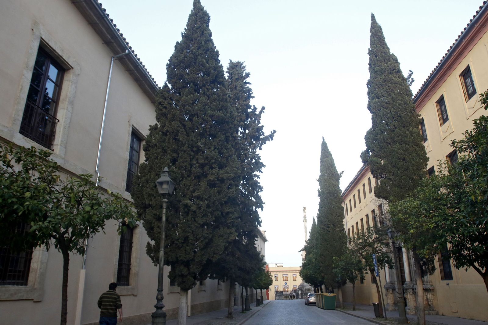 Cipreses en la calle Amador de los Ríos, en el Casco Histórico de Córdoba.