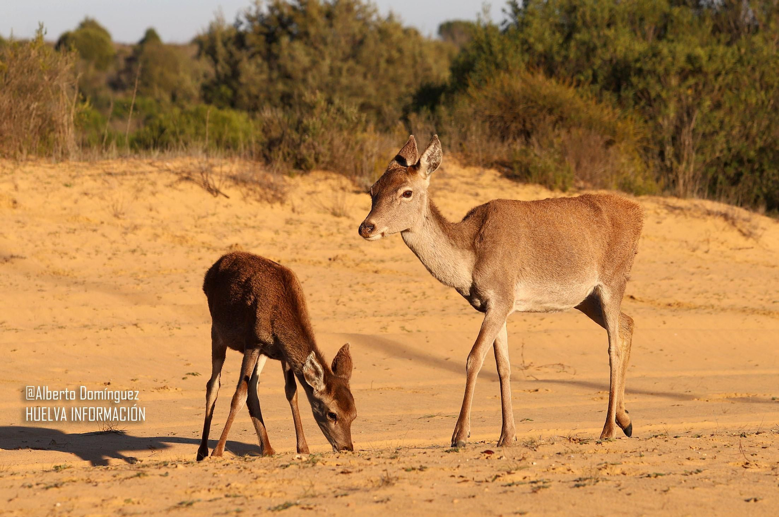 Imágenes de ciervos de Doñana junto a la carretera norte de Matalascañas