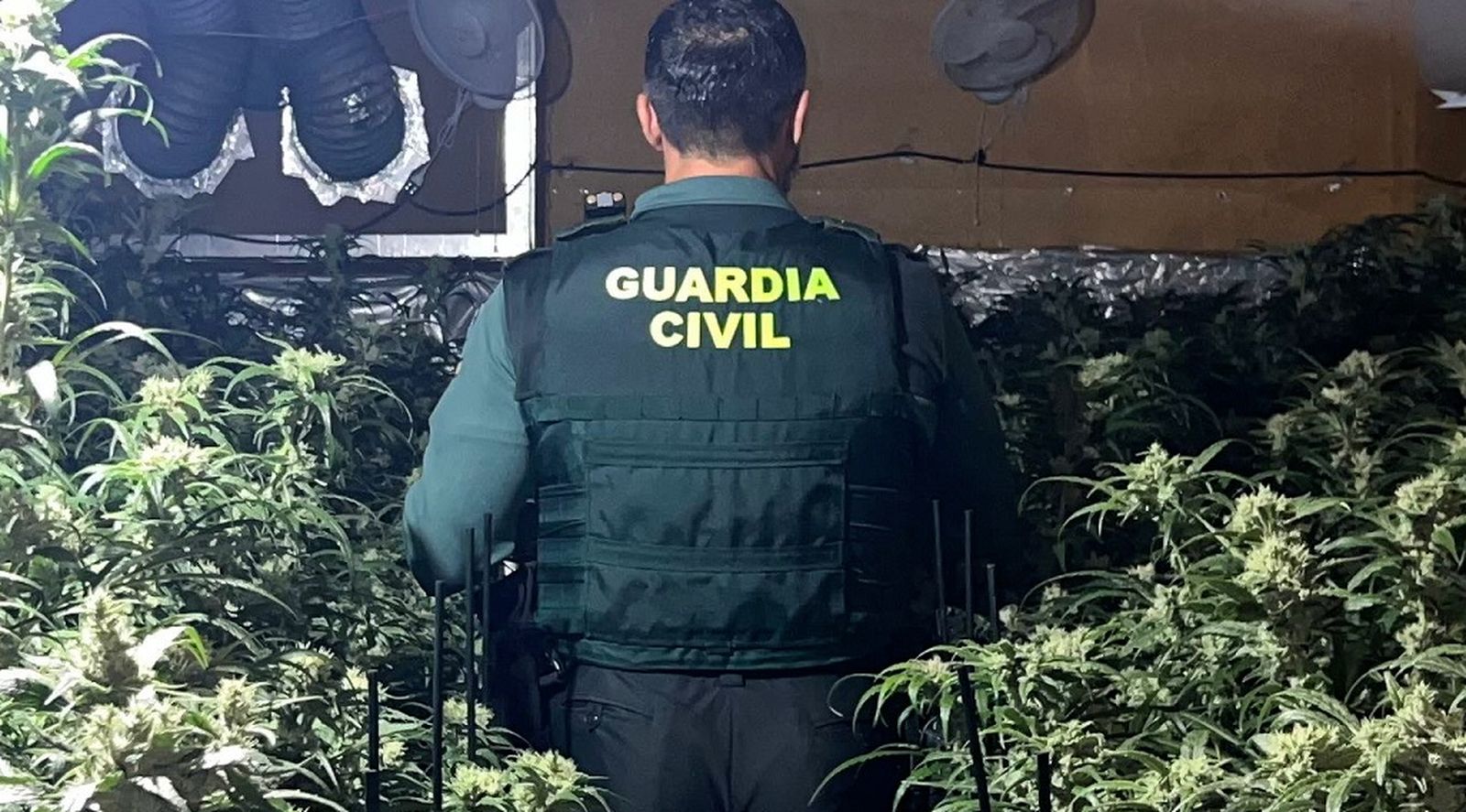 La Guardia Civil recuperó en la incautación 840 kilos de plantas de cannabis.