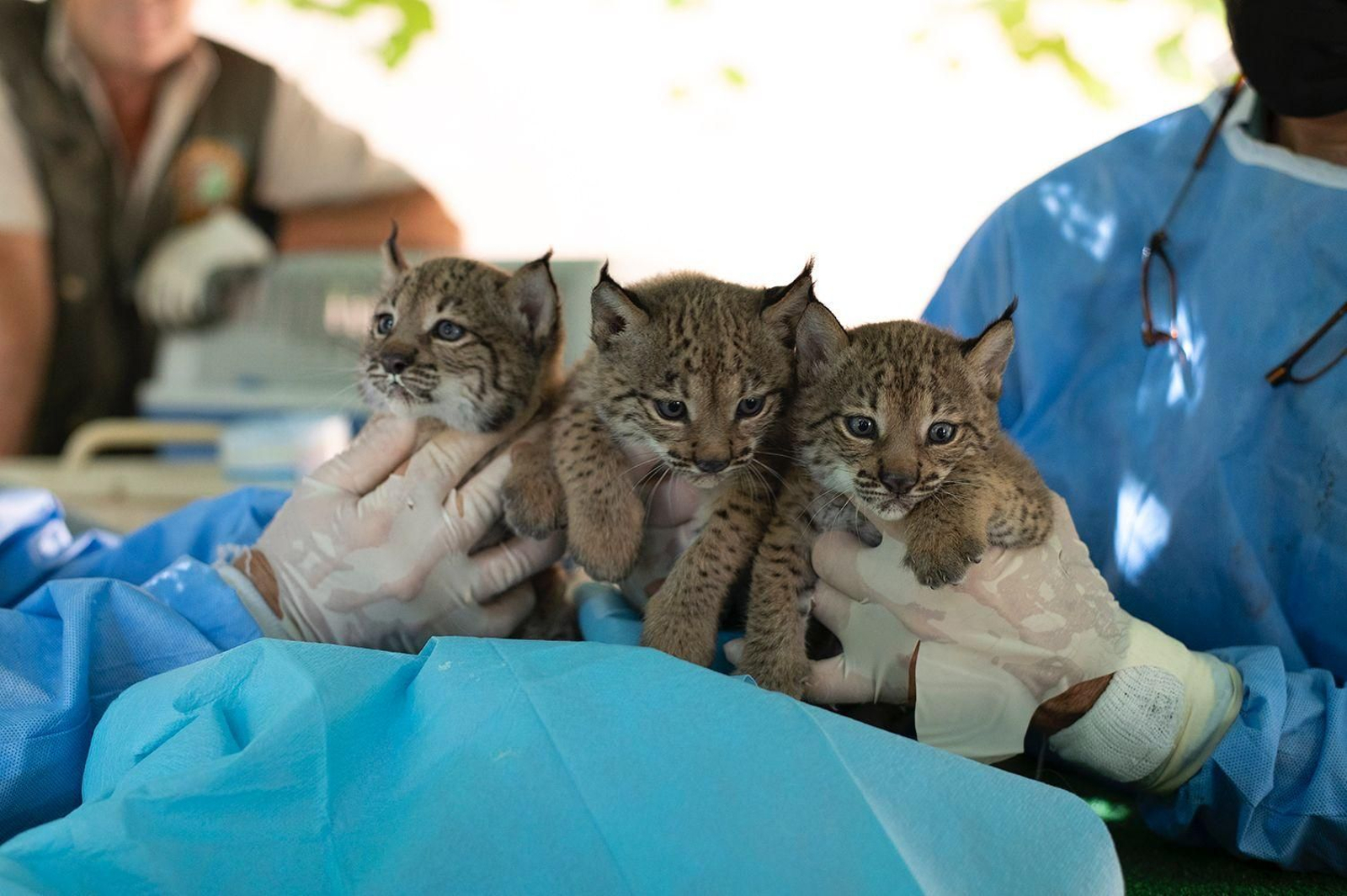 Tres cachorros nacidos en el Zoobotánico de Jerez durante el chequeo por parte del equipo veterinario. Tres cachorros nacidos en el Zoobotánico de Jerez durante el chequeo por parte del equipo veterinario.