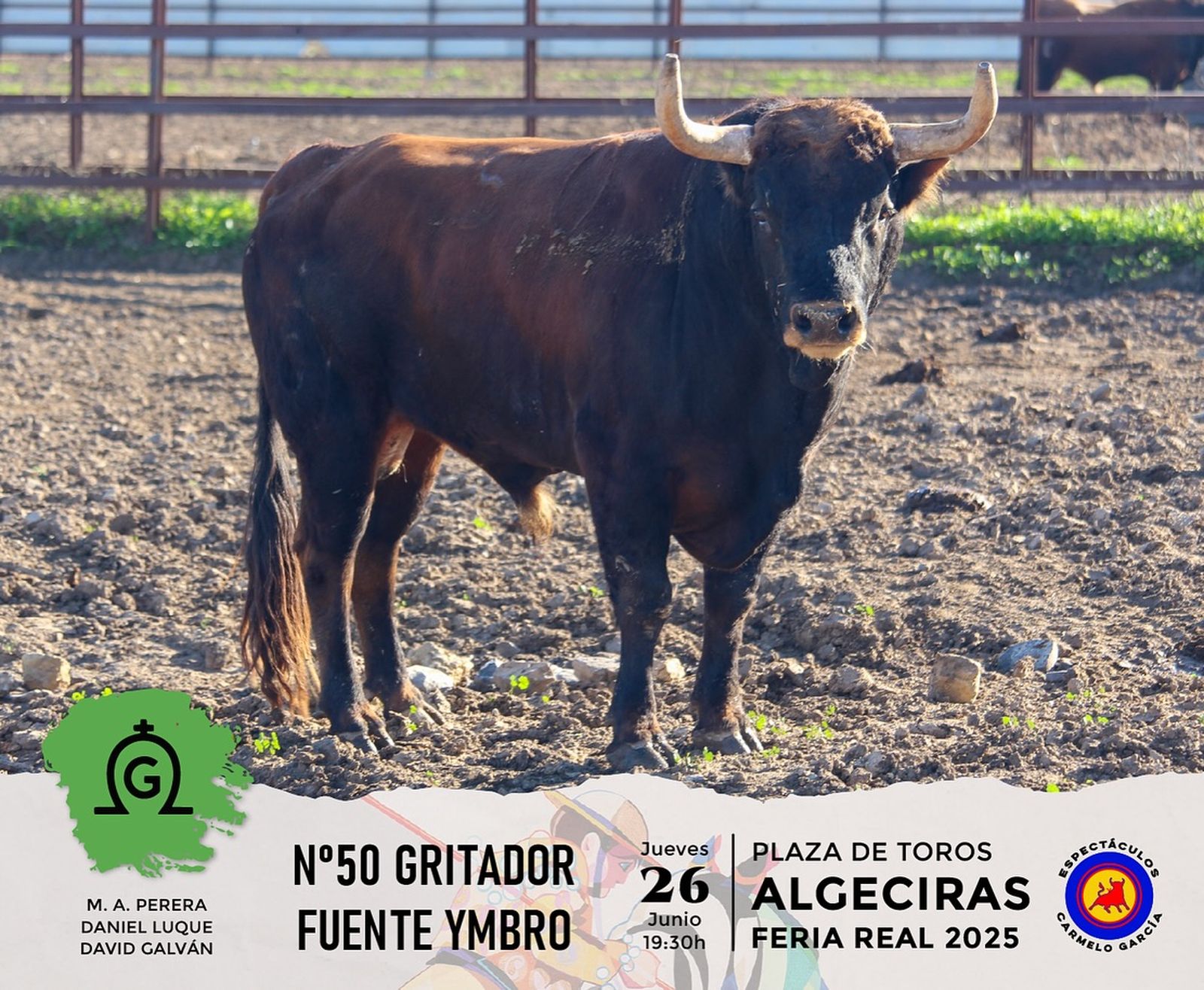 Así son los toros de Fuente Ymbro que se lidiarán este jueves en la plaza de toros de Algeciras