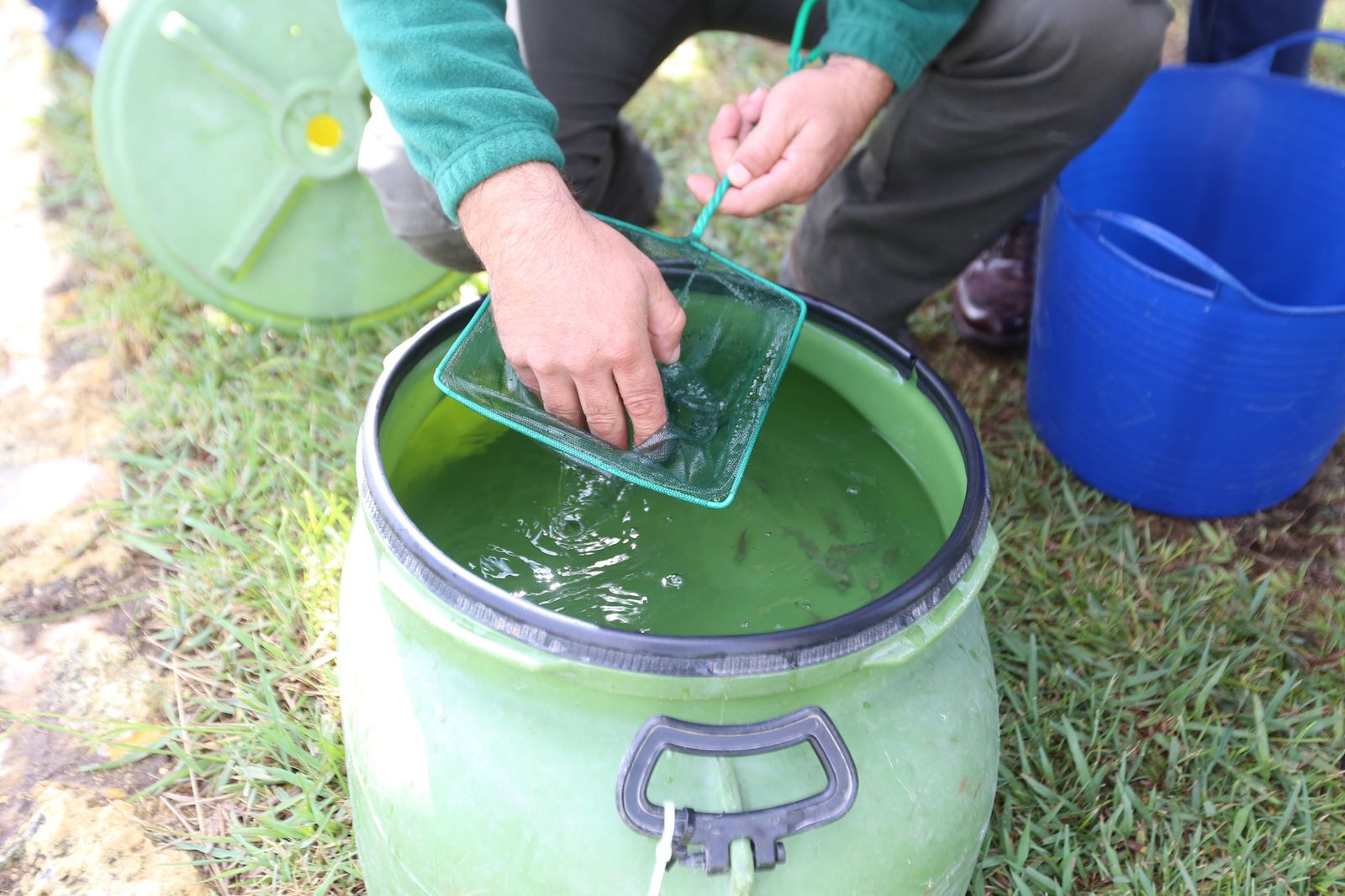 Ejemplares del pez salinete antes de su suelta