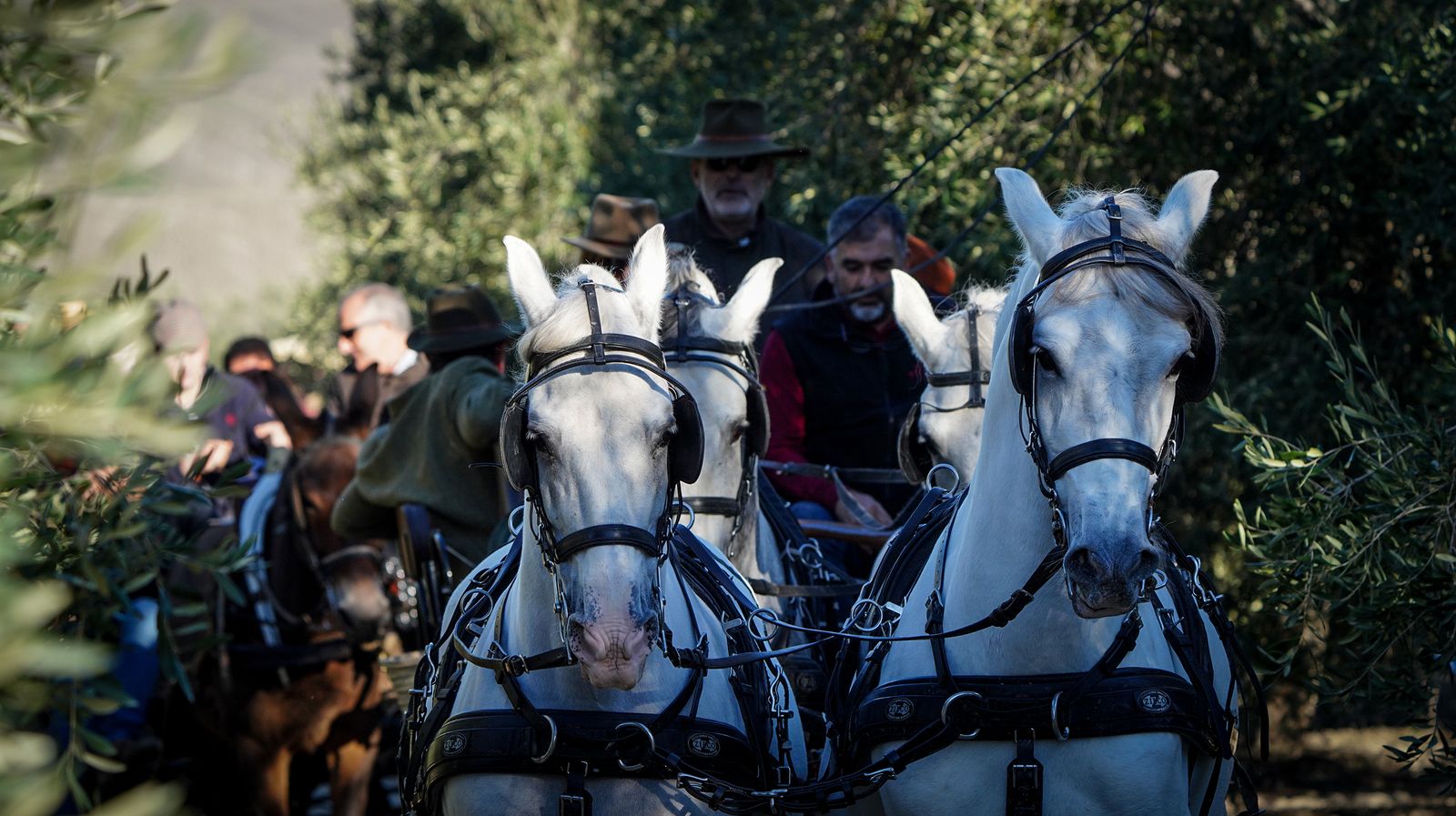 I Ruta de Carruajes Viñas de Jerez