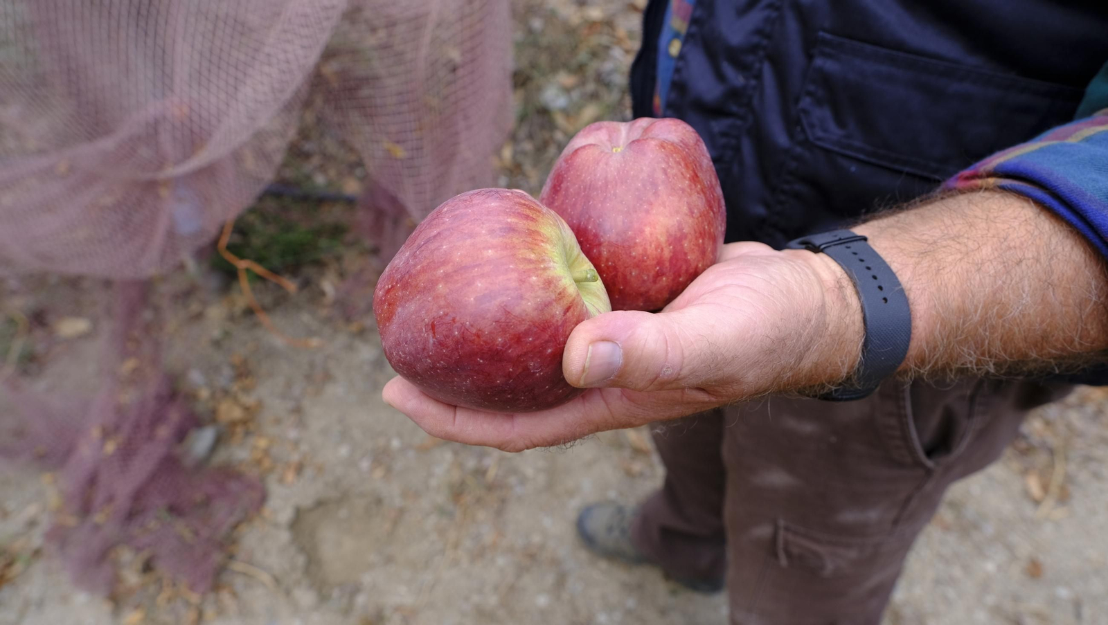 Las manzanas de Paterna, un manjar en imágenes