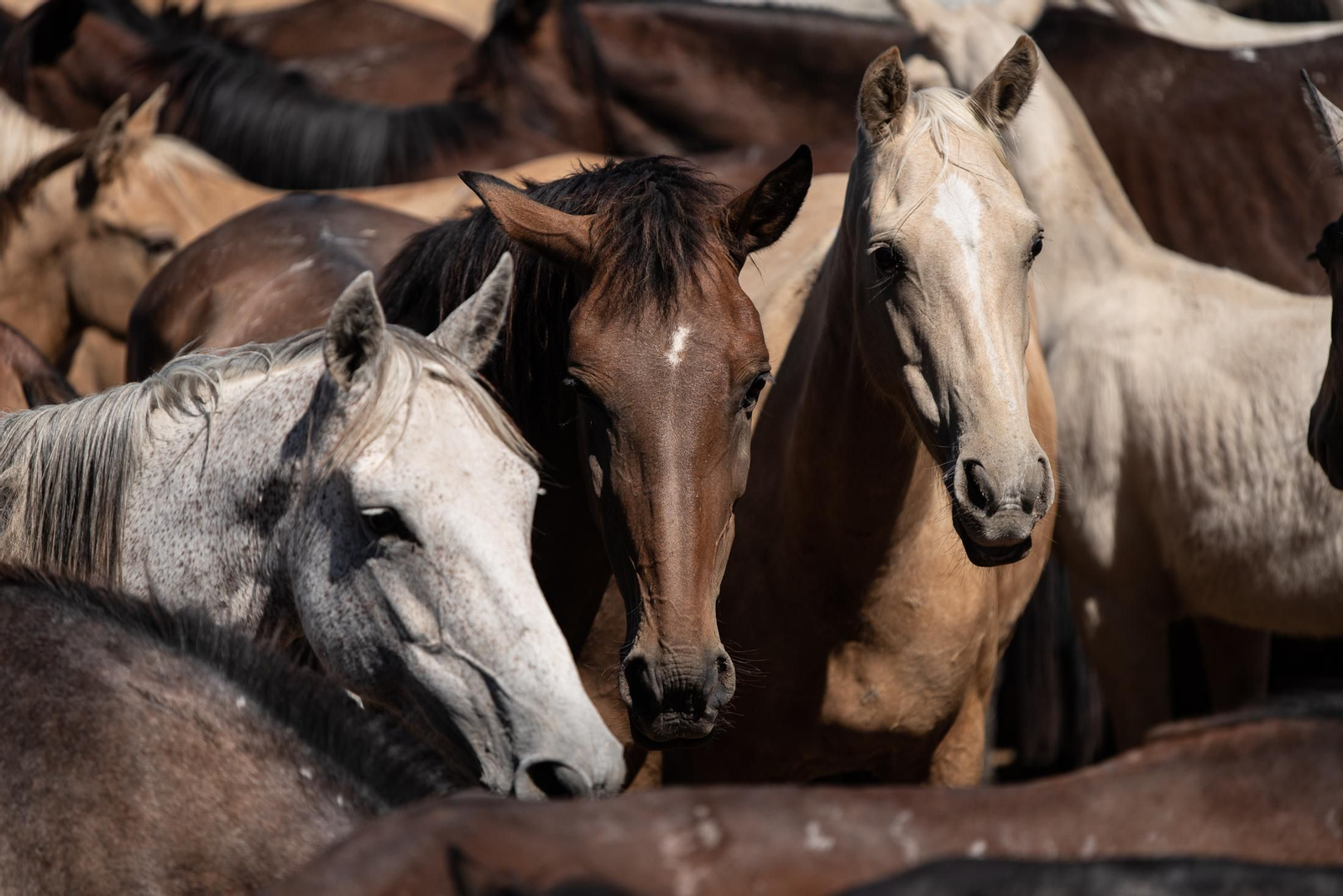 Imágenes de la Saca de las Yeguas a su paso por El Rocío