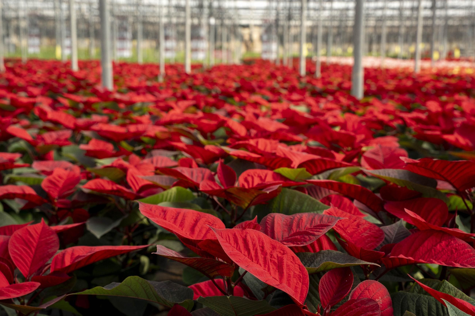 Así son las flores de pascua de SolísPlant, en imágenes