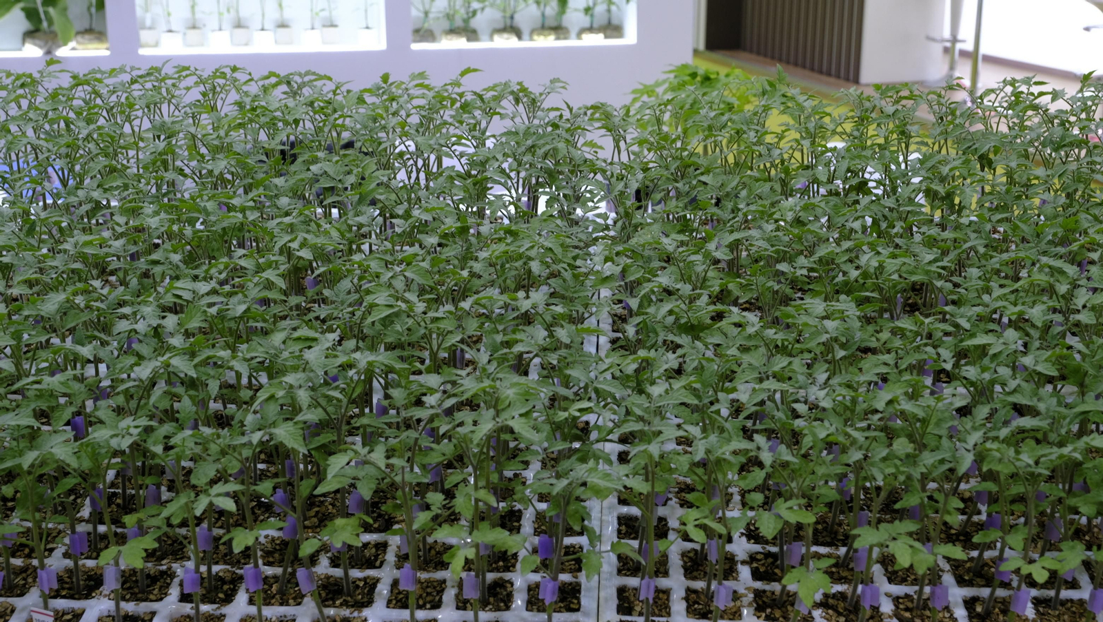 Imágenes del segundo día de Expolevante Níjar 2024