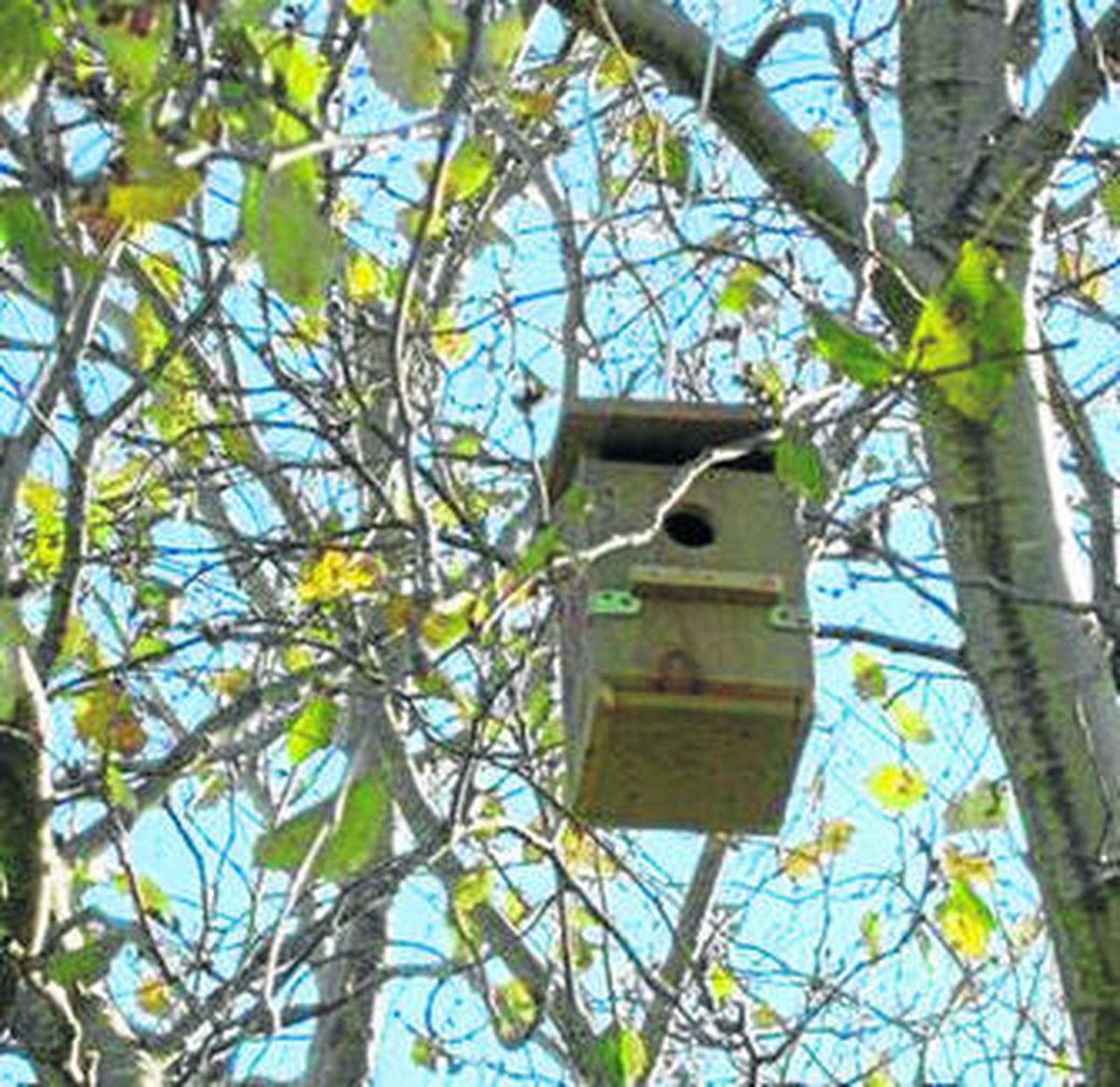 Una de las cajas nido ya instaladas por Cigüeña Negra.