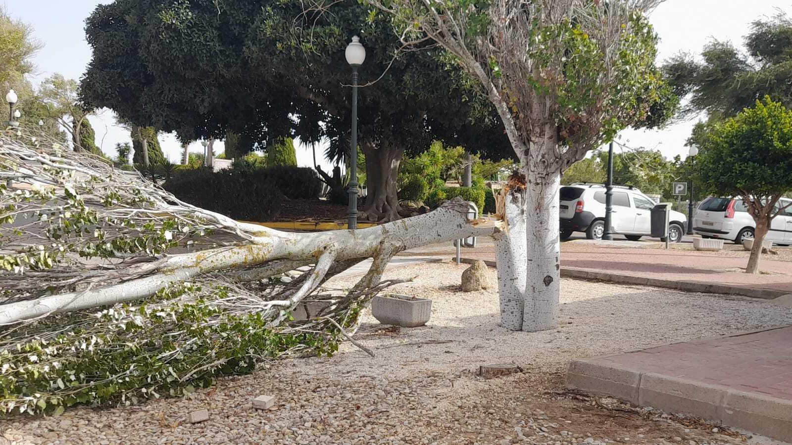 La rama de un árbol caída en la zona de aparcamiento del Cementerio Mancomunado de Chiclana.