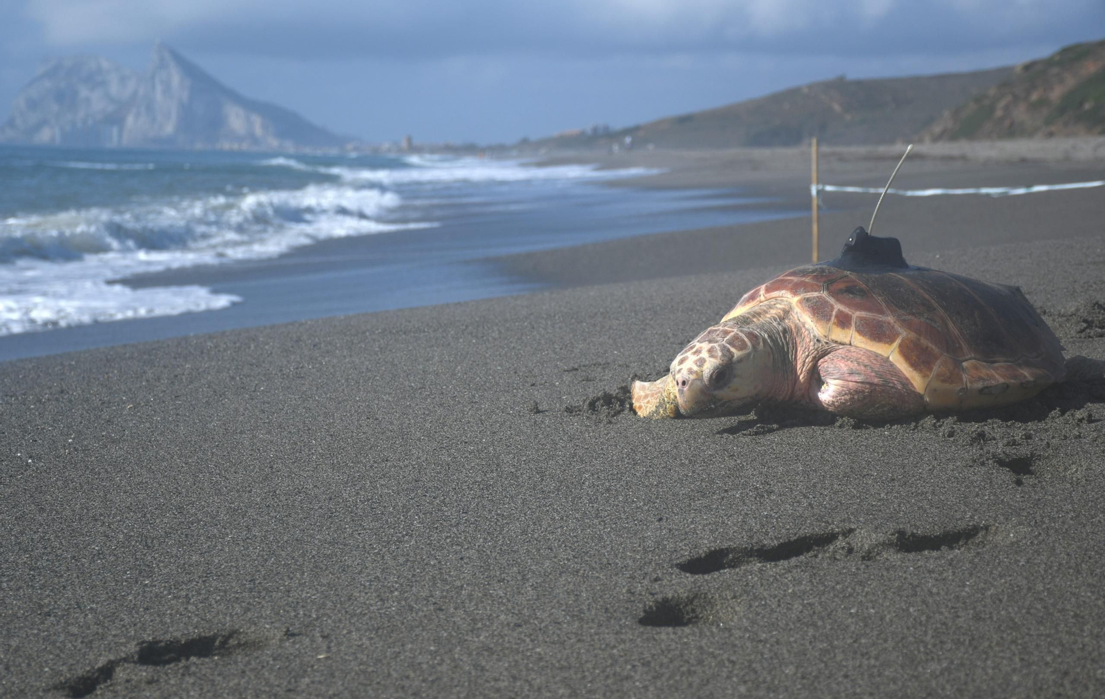 La tortuga rehabilitada, con la marca satelital que le han instalado.