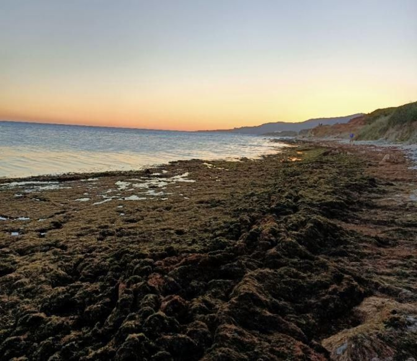 Las algas, en la zona de Los Lances Norte.