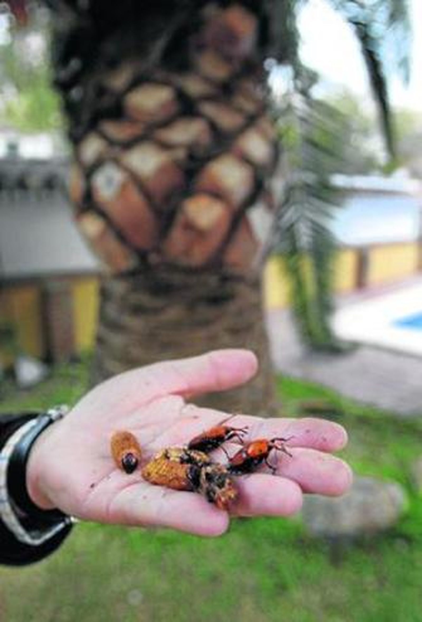 Una mano sostiene varios escarabajos responsables de la plaga.