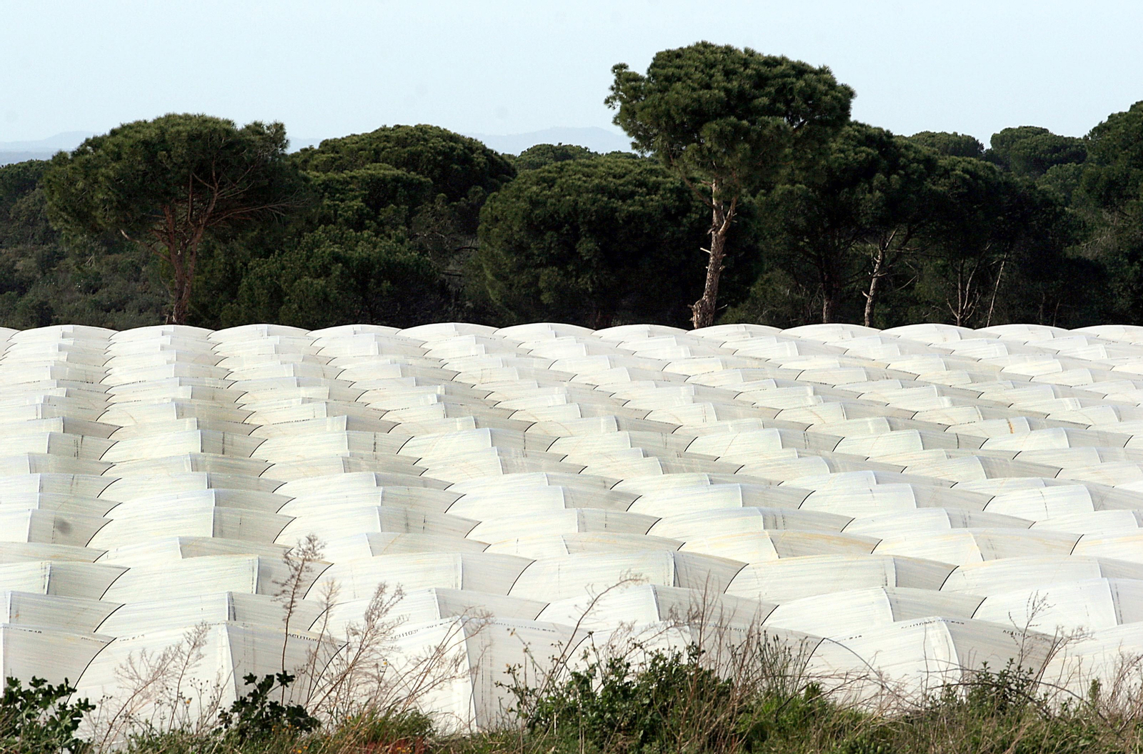 Un campo de fresa en las cercanías de Doñana.