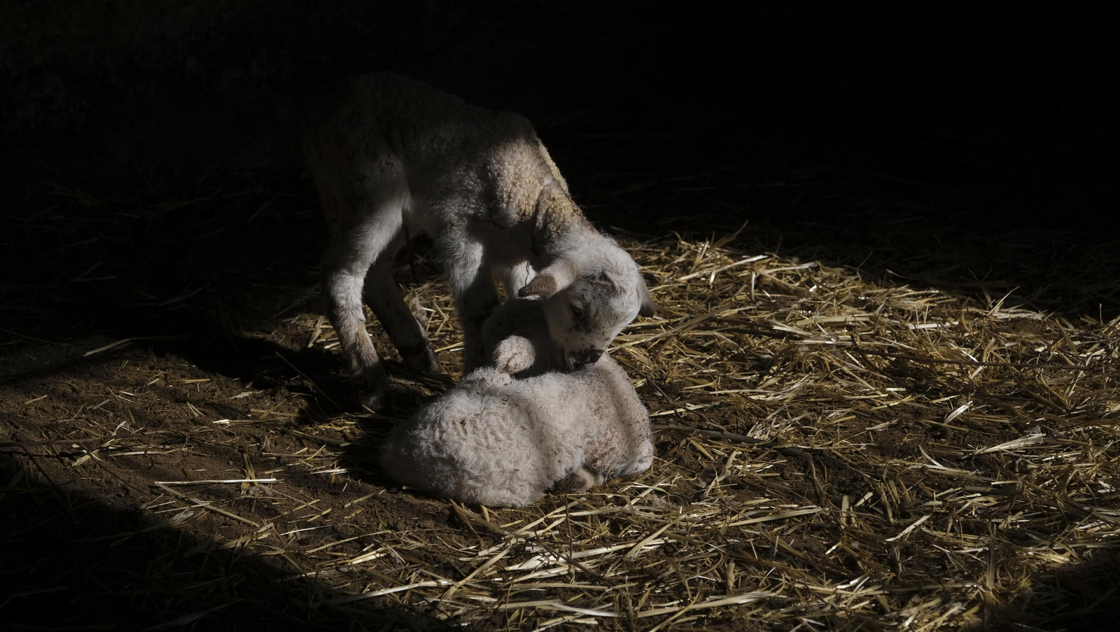 Fotogalería de la ganadería tradicional de Vélez Rubio, las imágenes más tiernas de los corderos recién nacidos