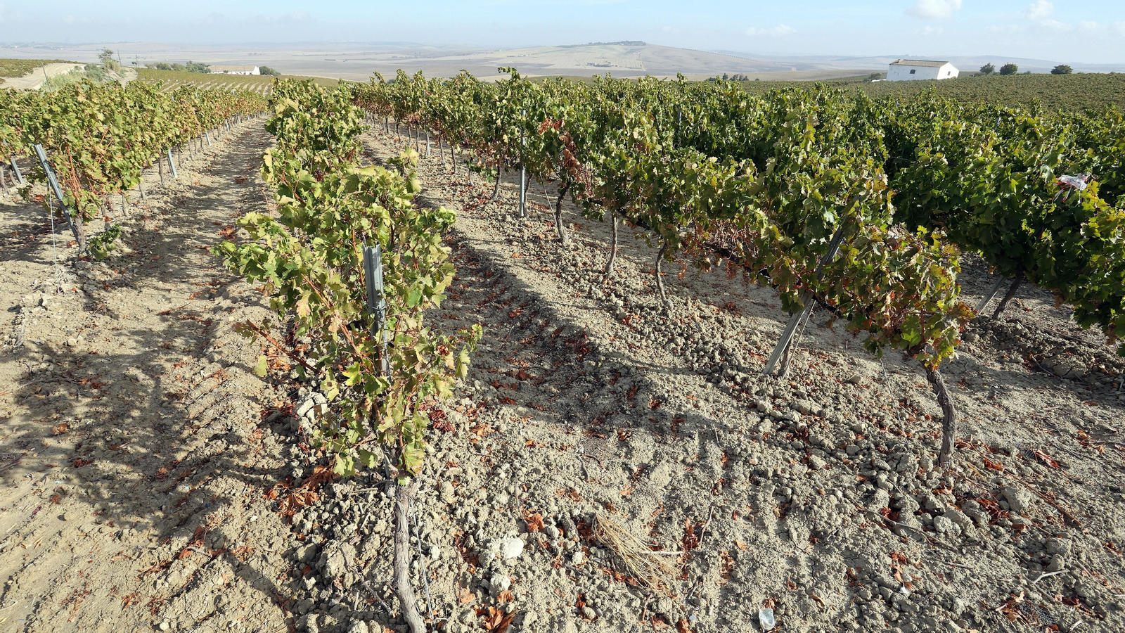 Vinos ecológicos con uva Pedro Ximénez