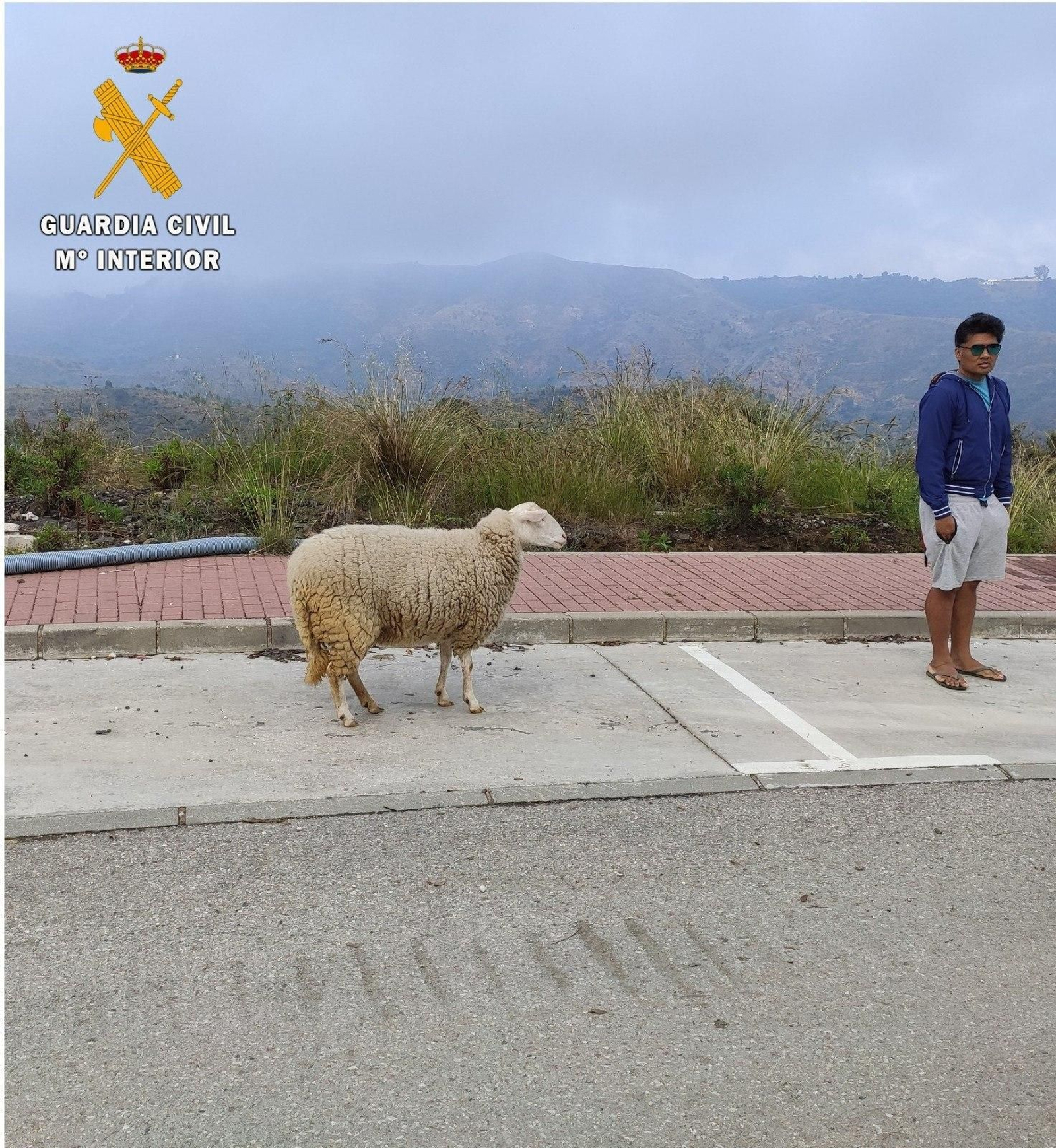 El hombre denunciado en Marbella por saltarse el confinamiento y salir a pasear a una oveja.
