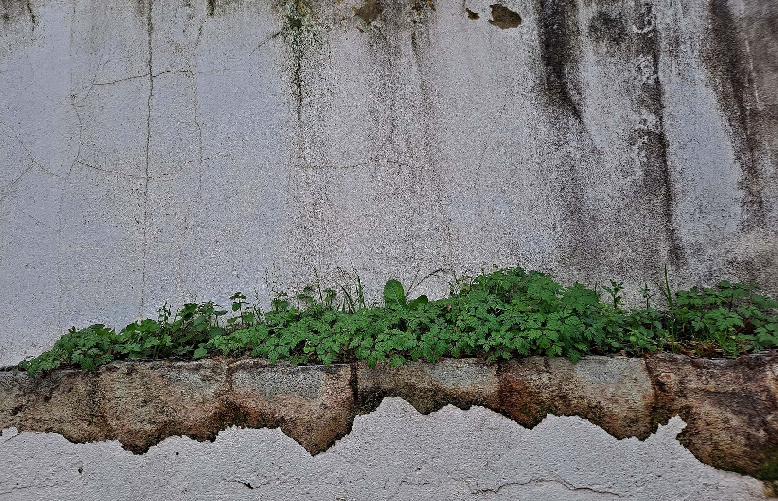 Fotos del sendero de la Garganta de Marchenilla en Algeciras