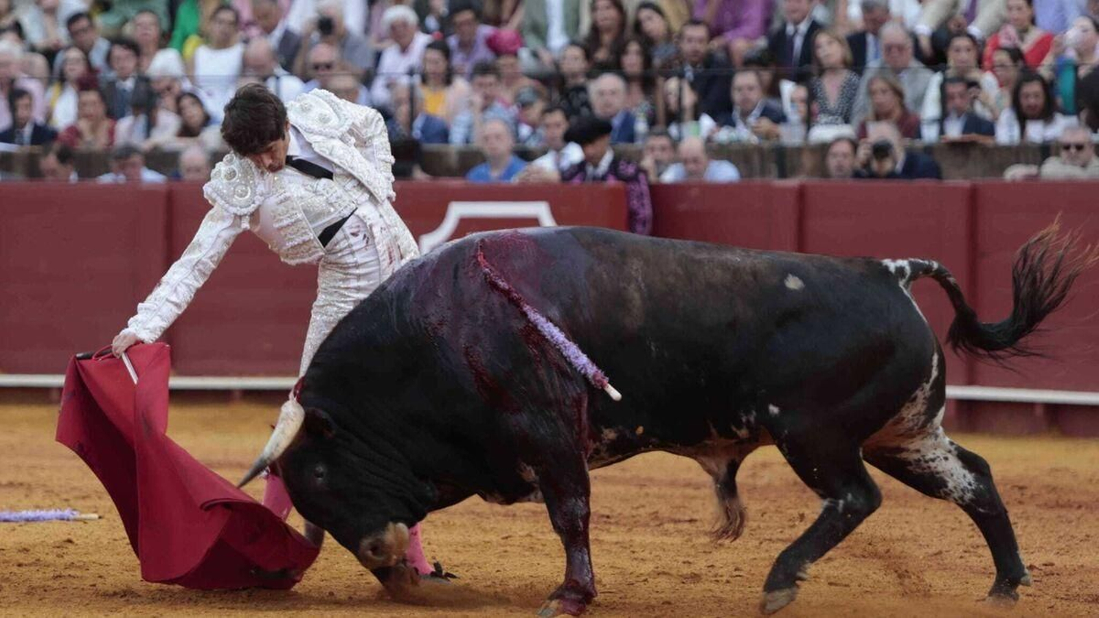 Castella, con el cuarto toro y sus banderillas lilas.