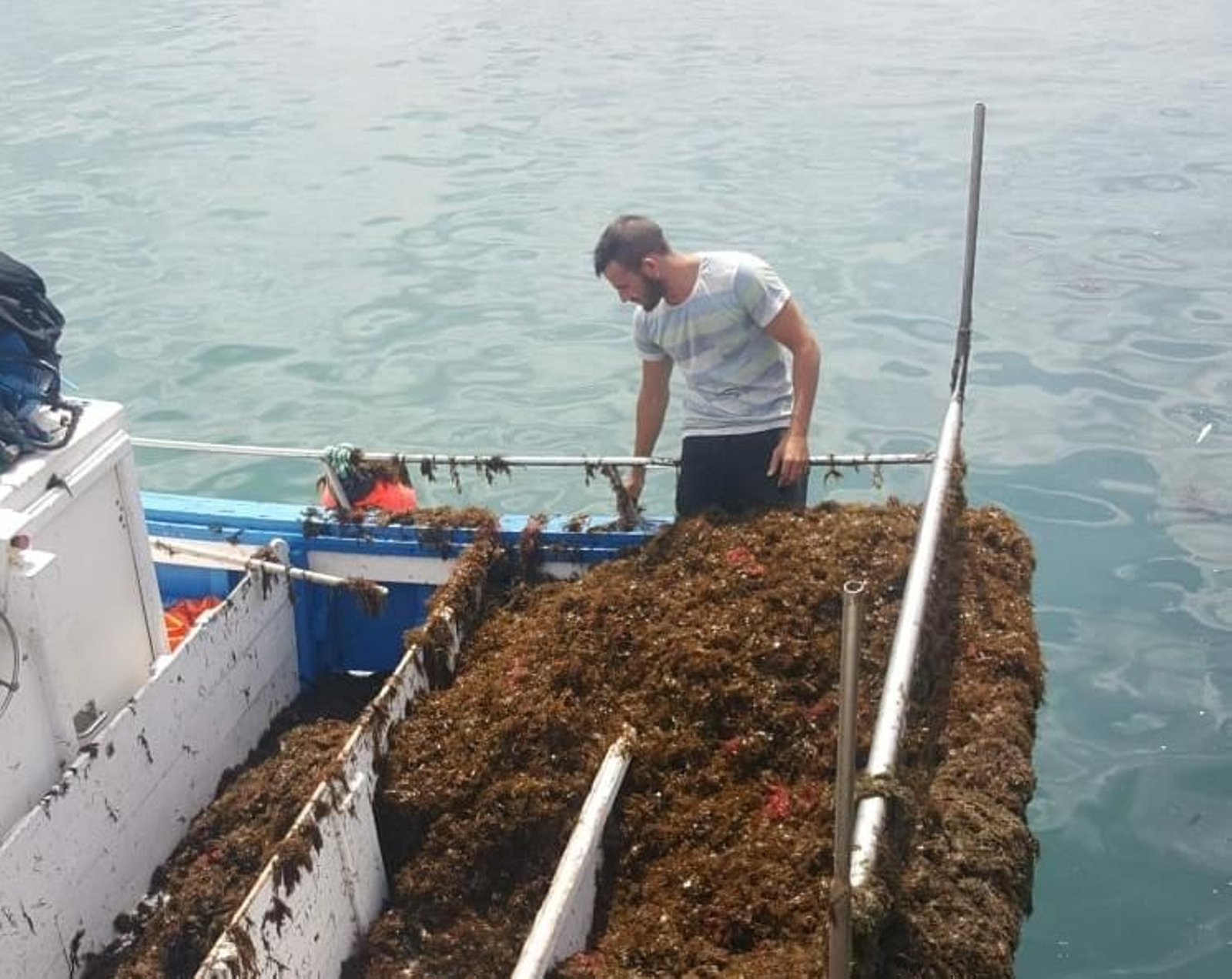 El alga asiática afecta a los pescadores de los caladeros de Marbella y Estepona