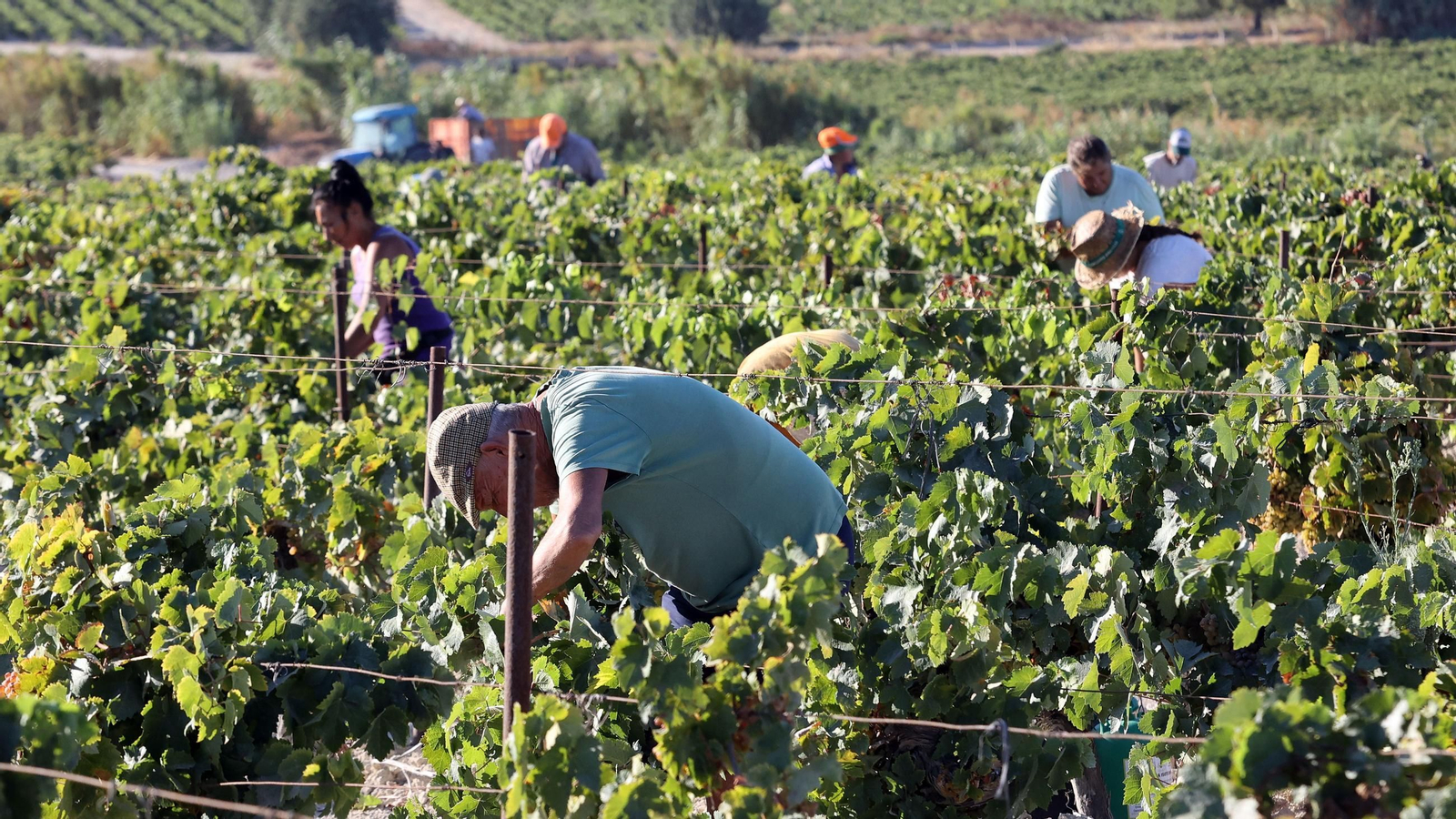 Vendimia a mano en la Viña El Caribe en Jerez