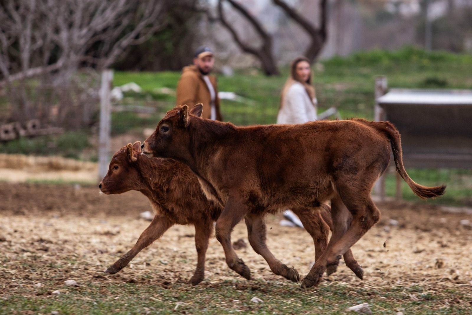 Dos crías de vaca pajuna y, al fondo, los dueños de Cortijo Luján.