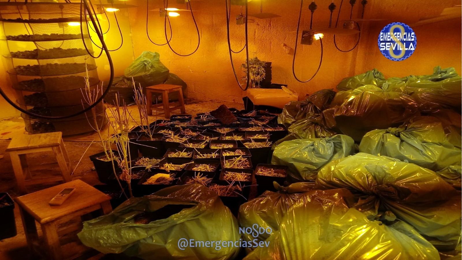 Desmantelada una plantación con más de 20 kilos de cogollos de marihuana