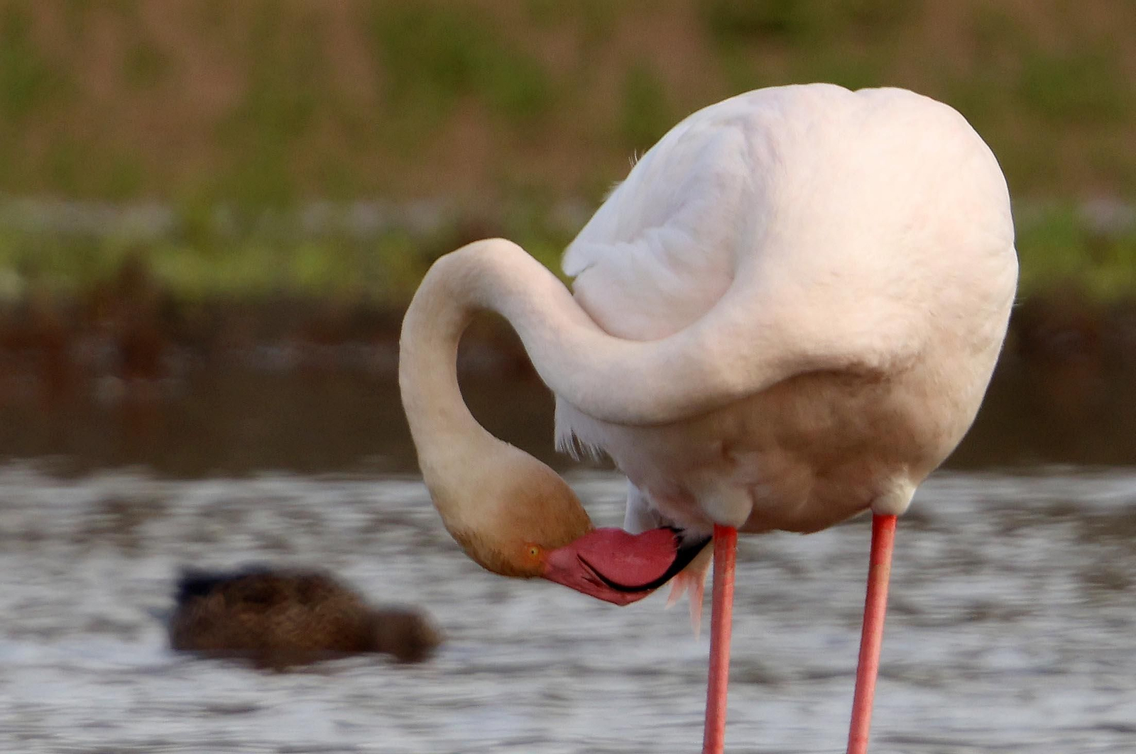 Imágenes de Marismas del Odiel, un Paraje Natural en la confluencia de las desembocaduras de los ríos Tinto y Odiel