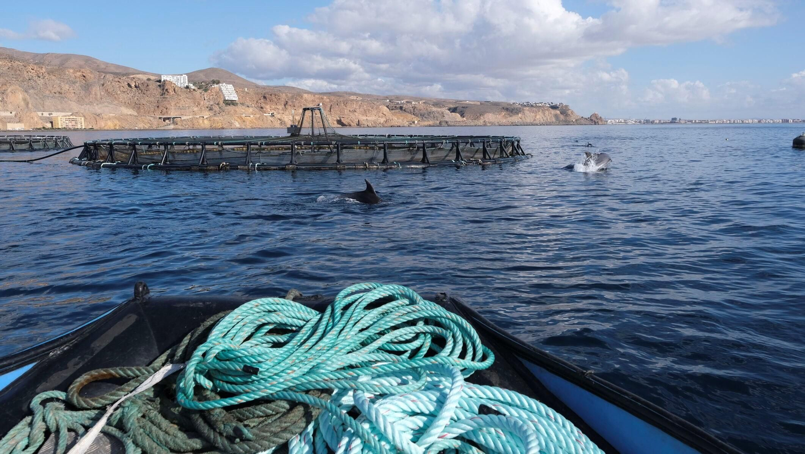 Una familia de delfines salta frente a los viveros que Cooke España tiene en El Cañarete.