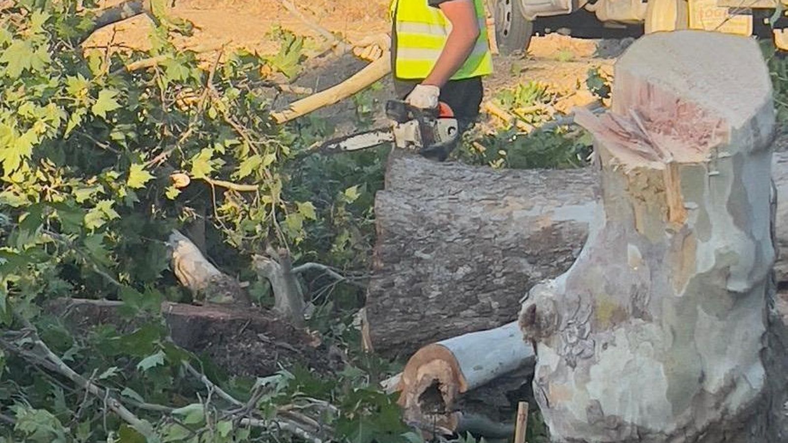 Árboles talados este lunes en Guadalmar