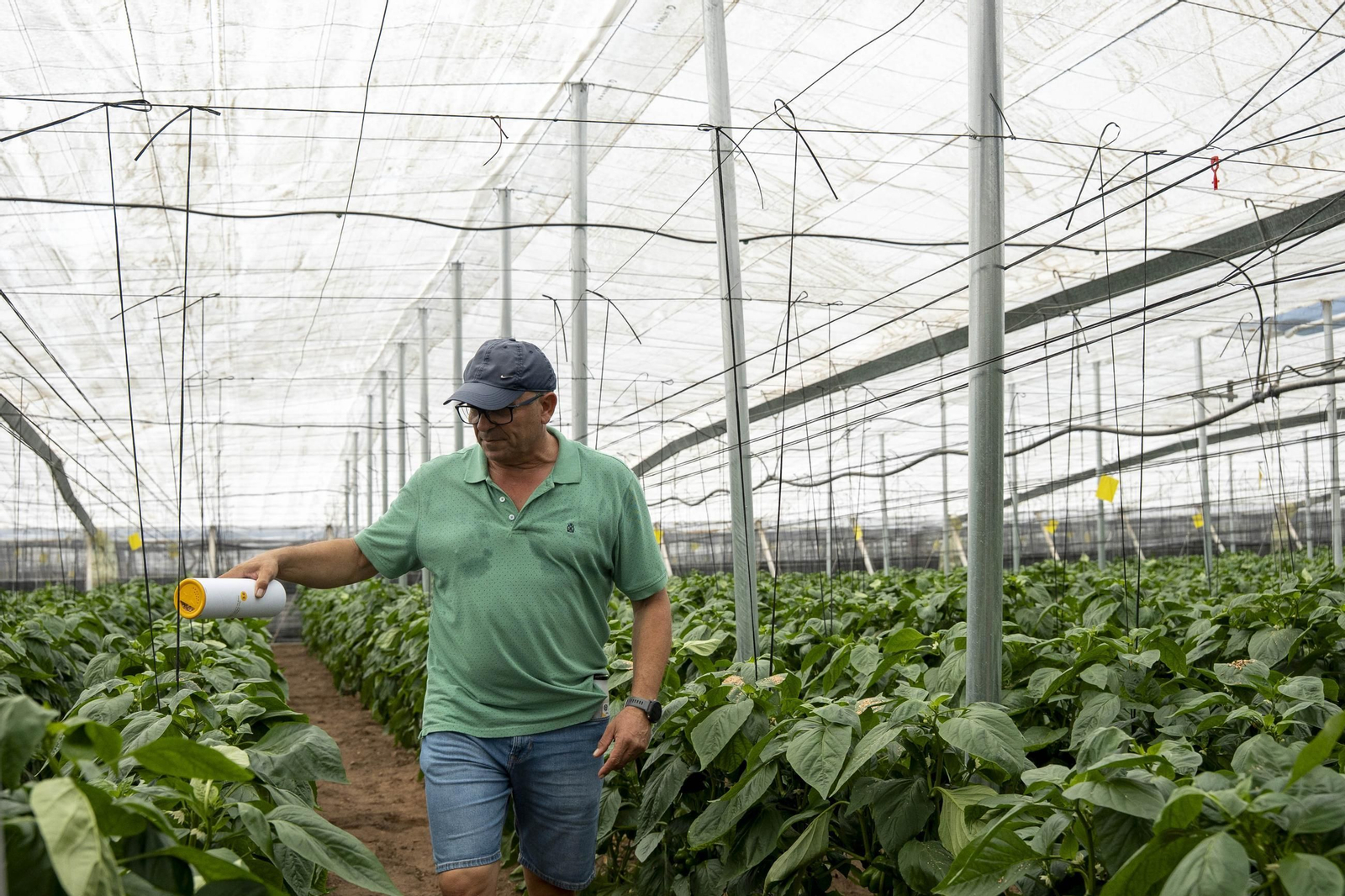 Las imágenes de la suelta de bichos depredadores para la lucha biológica en invernadero por Agrobio