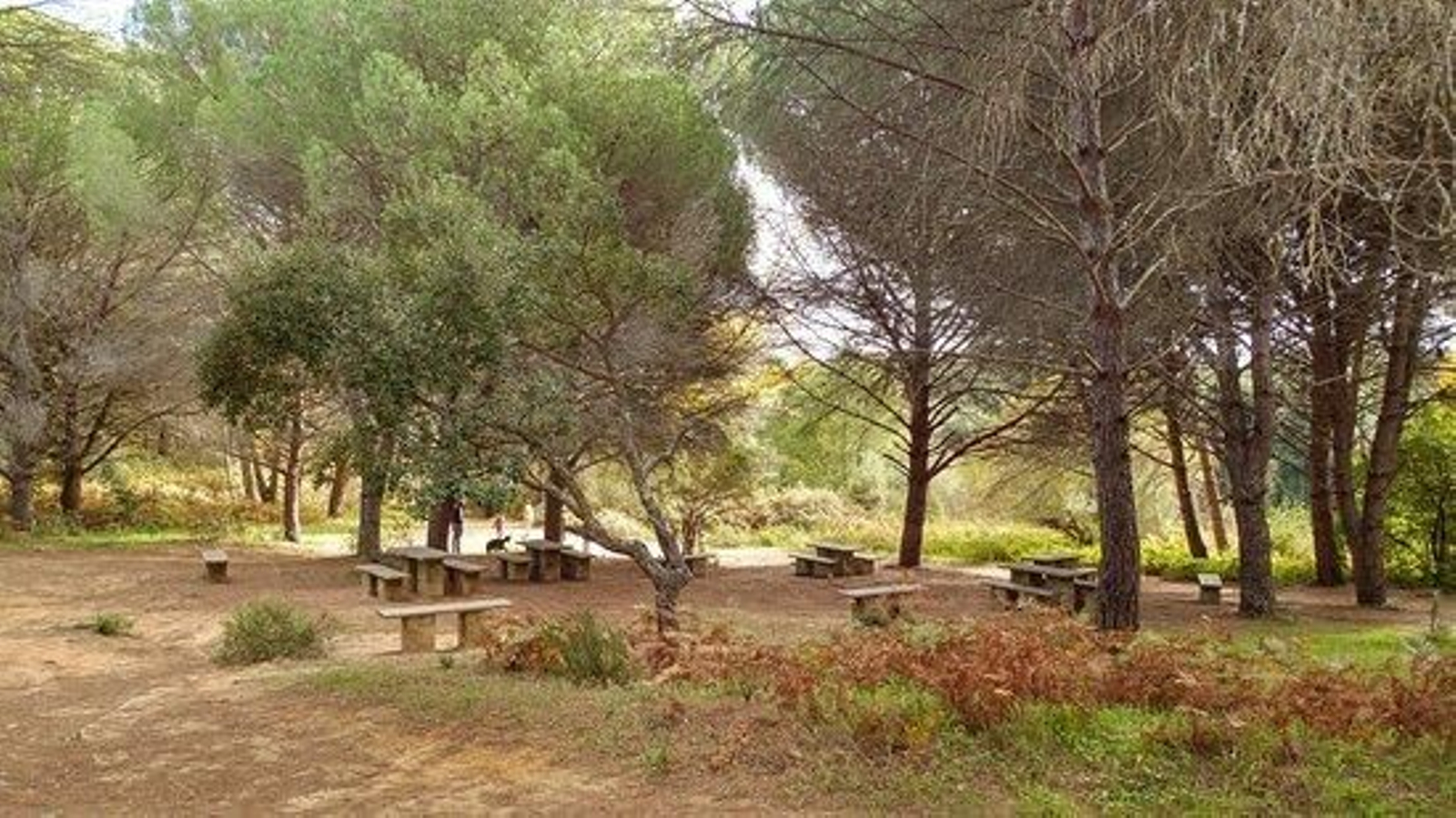 Un área de descanso del Pinar del Rey sanroqueño