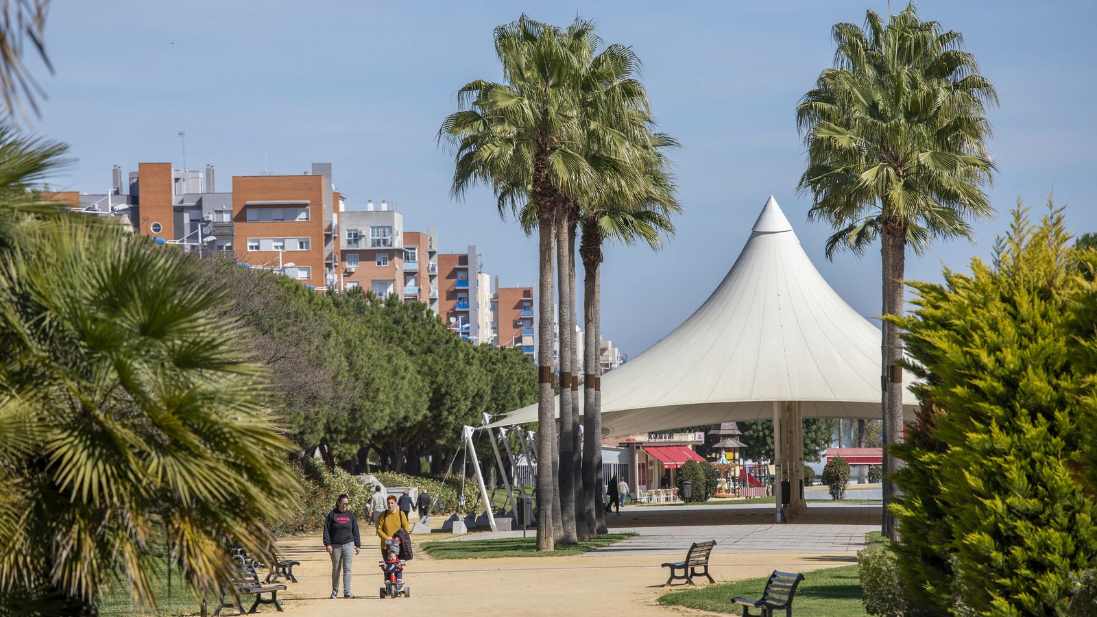 El Ayuntamiento ha instalado hasta 75 de estos aros en otras tantas palmeras.