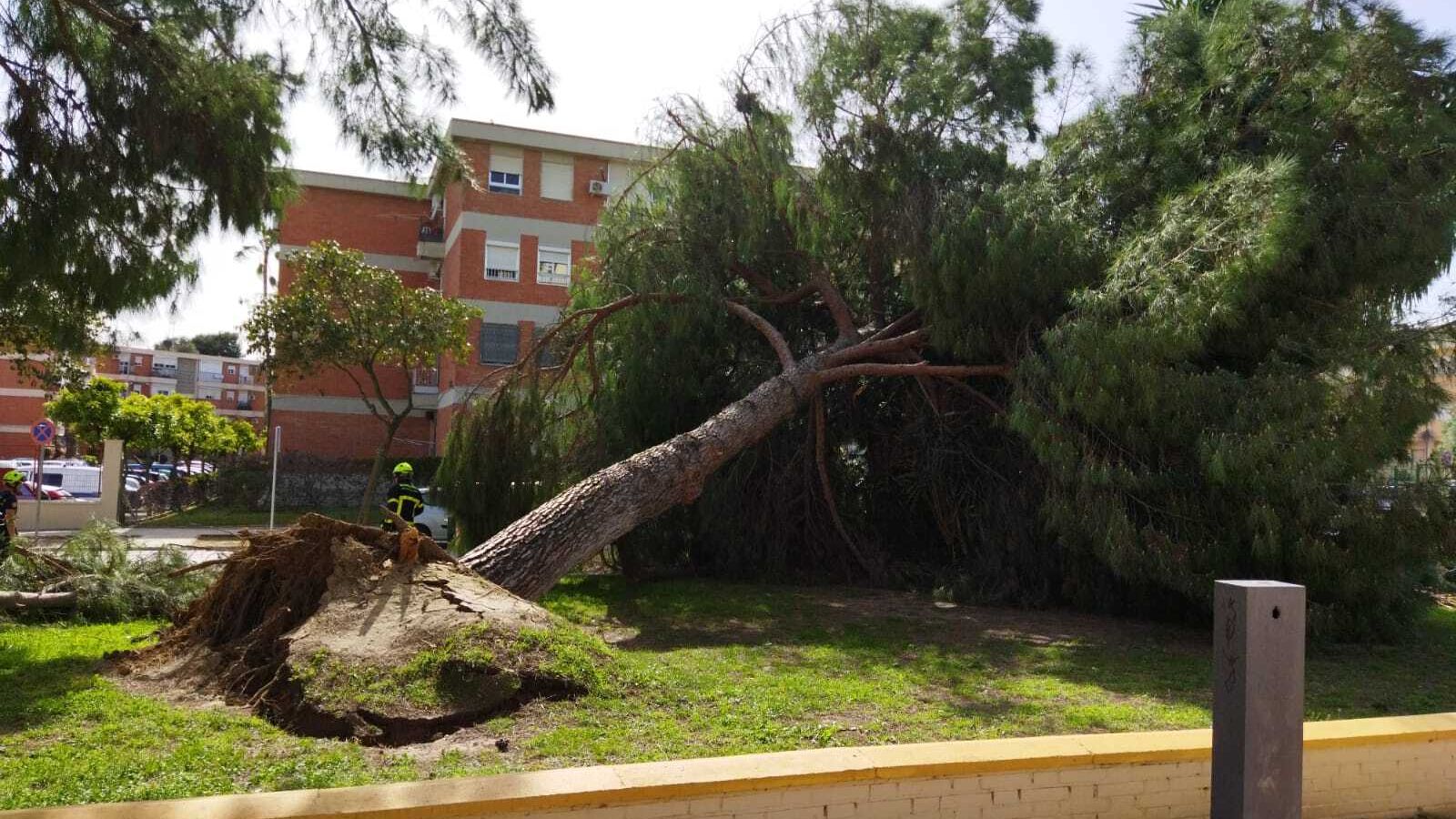 Imagen del árbol que se ha desplomado.