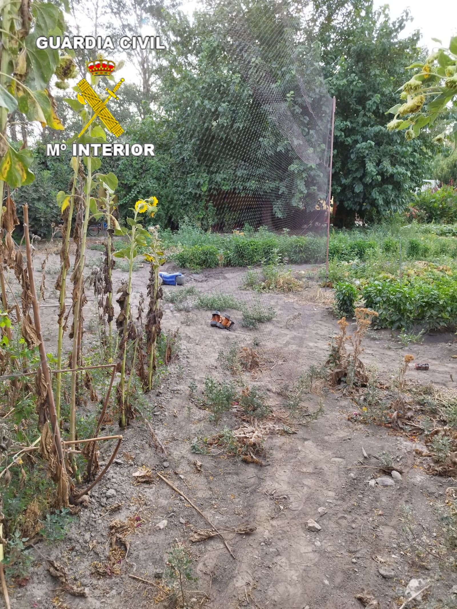 Los pájaros fueron liberados por la Guardia Civil.