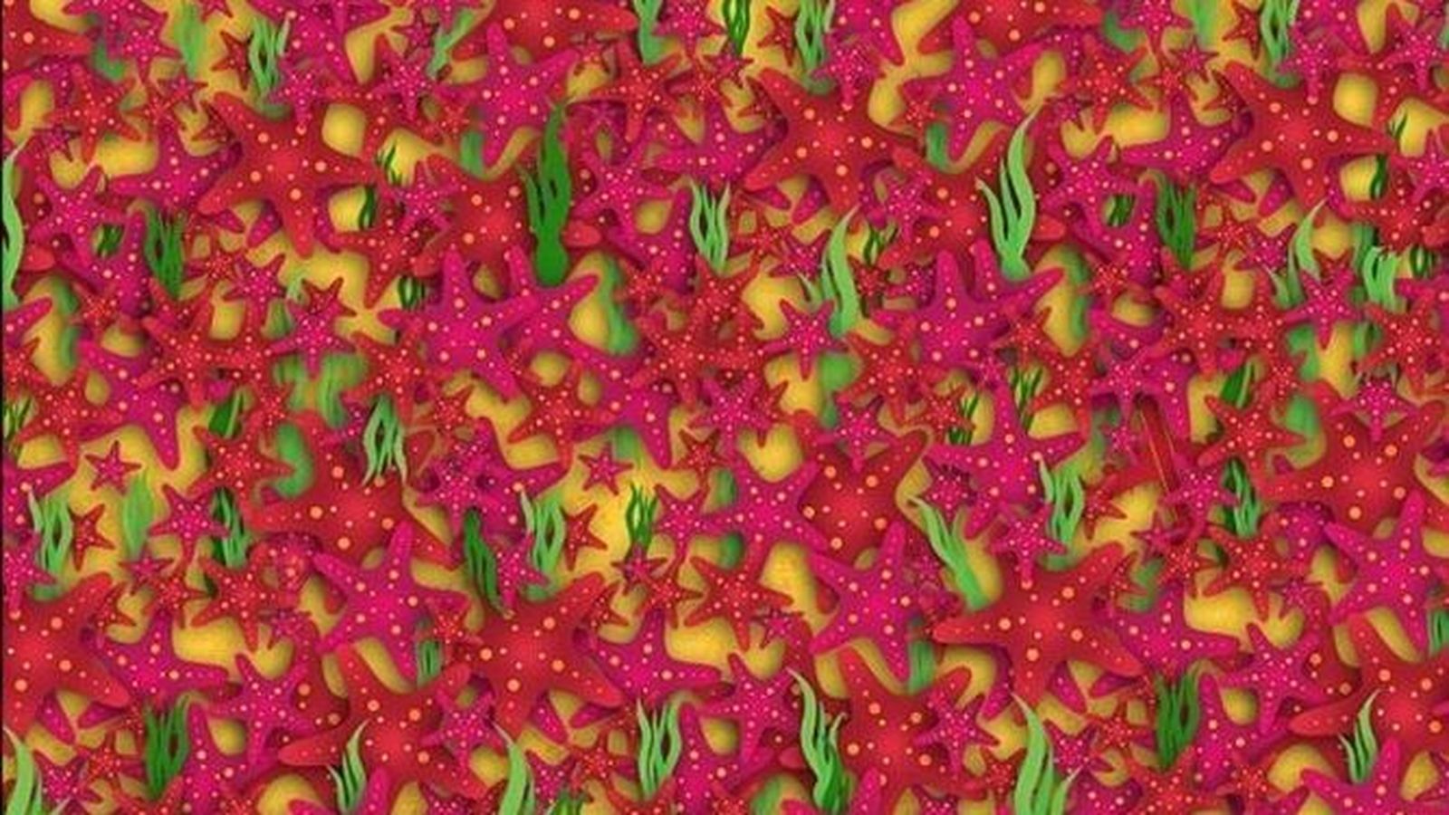 Encuentra el avión entre las estrellas de mar