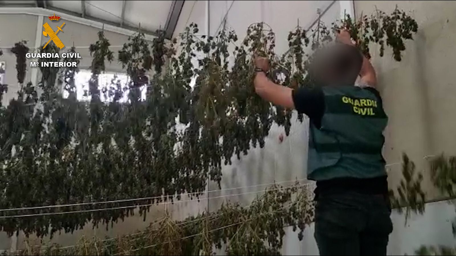 Un agente examina las plantas en la nave industrial.