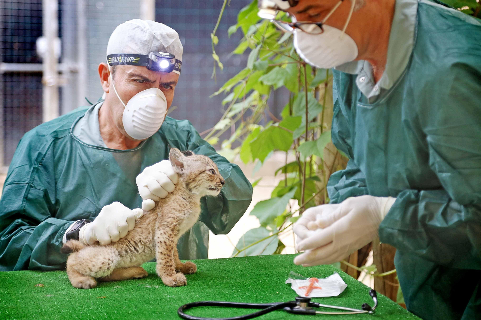 El equipo del Zoo examinando, el mes pasado, a una de las crías.