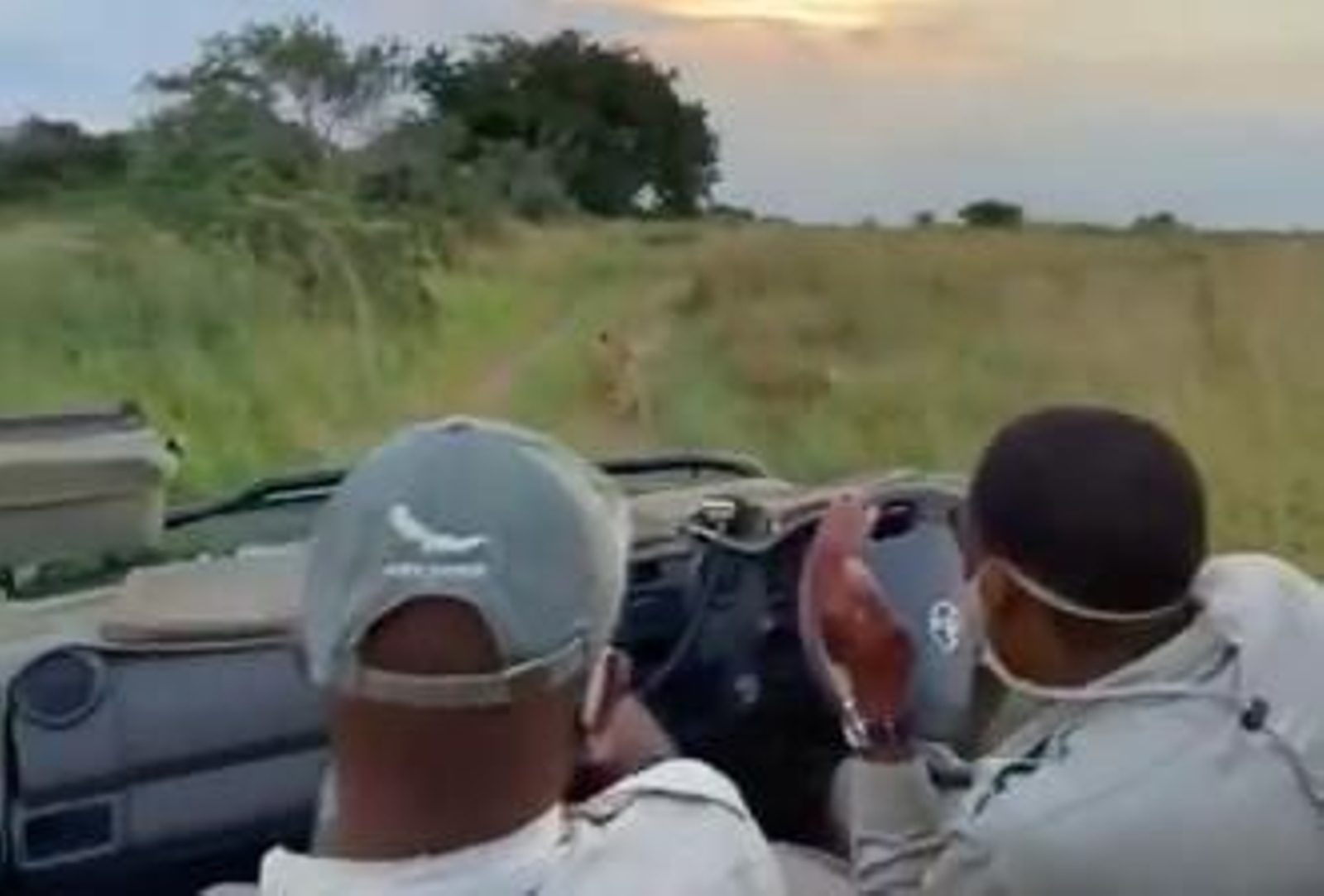El impresionante ataque de una leona cazando delante de unos turistas