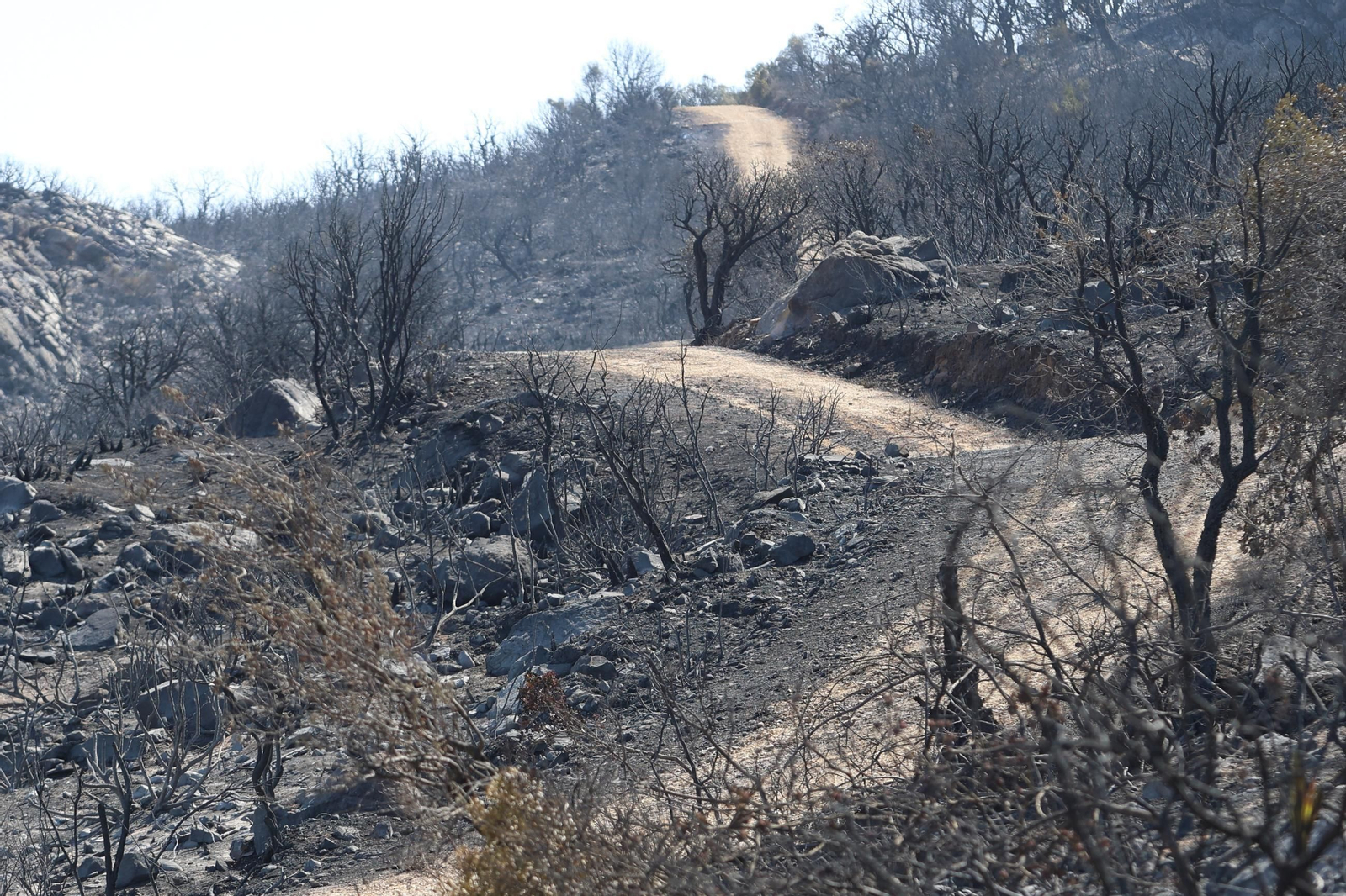 Efectos del incendio forestal en la Sierra de la Plata y Atlanterra, en Tarifa.