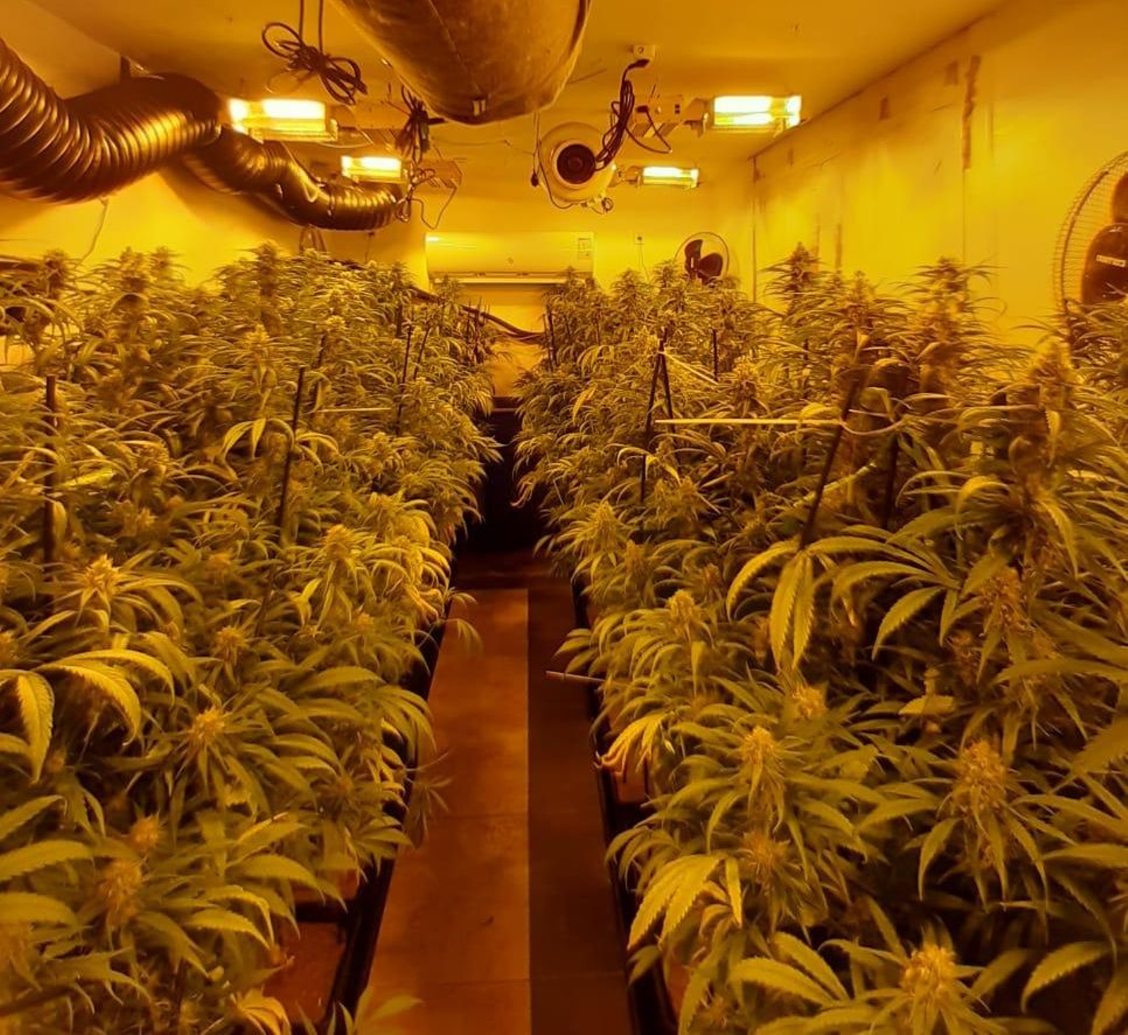 Una de las plantaciones de marihuana invertenidas con Policía Nacional