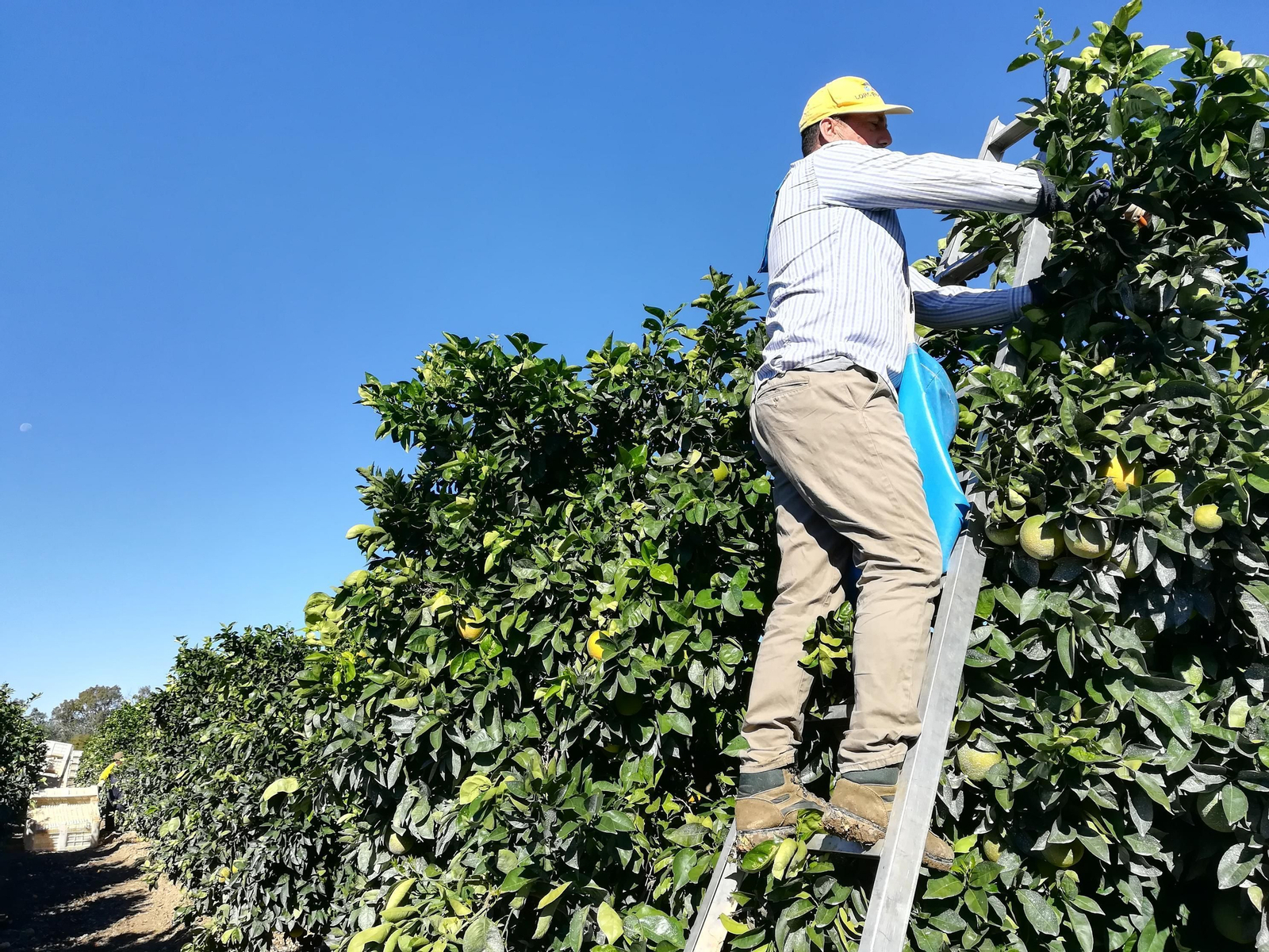Un jornalero, en pleno tajo en una finca de Palma del Río