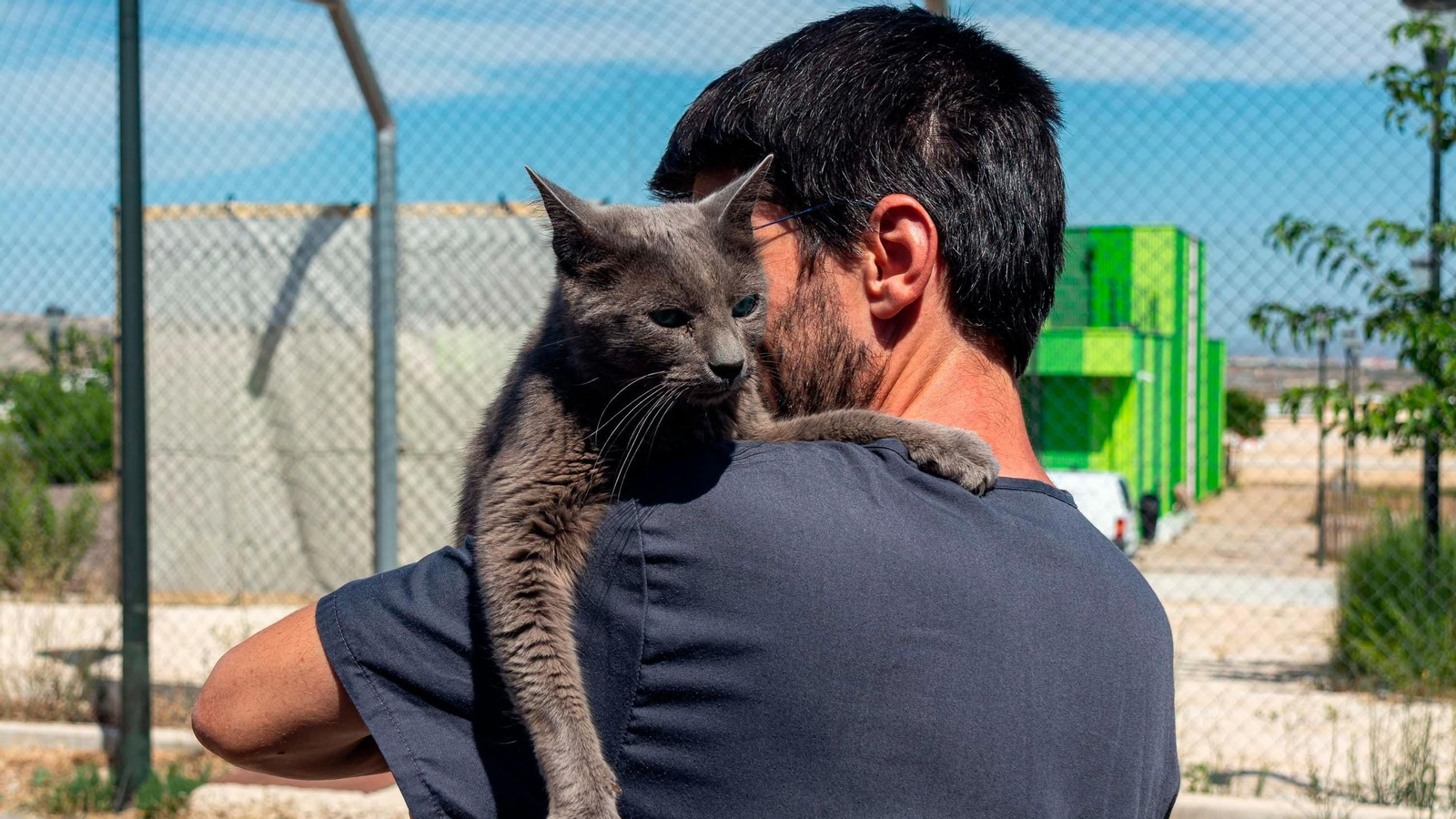 Un gato en una imagen de archivo