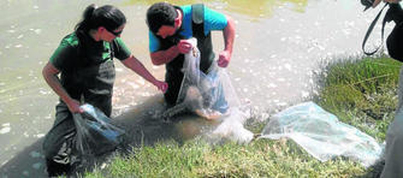 Suelta de anguilas realizada en el Bajo Guadalquivir.