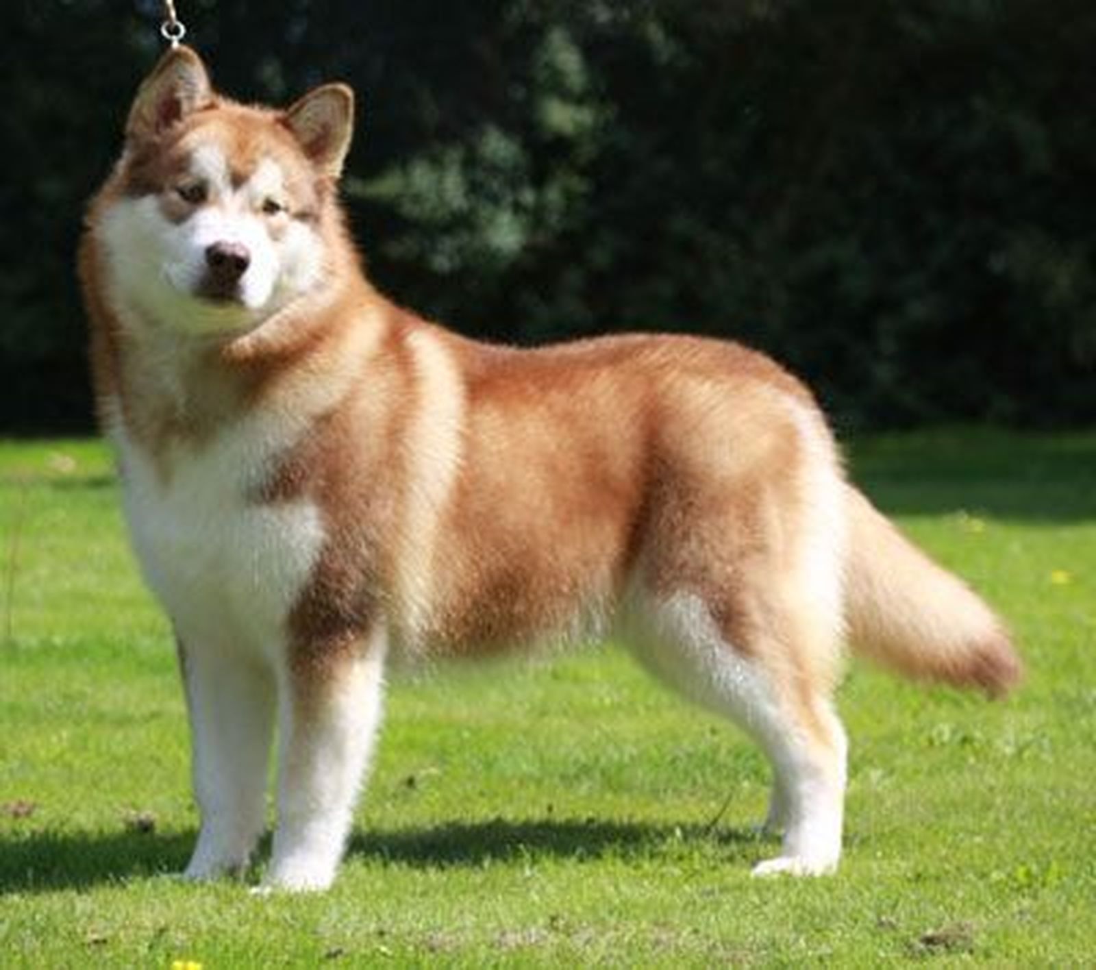 Enseña trucos a su cachorro sin pensar que cuando crezca puede ser tener problemas