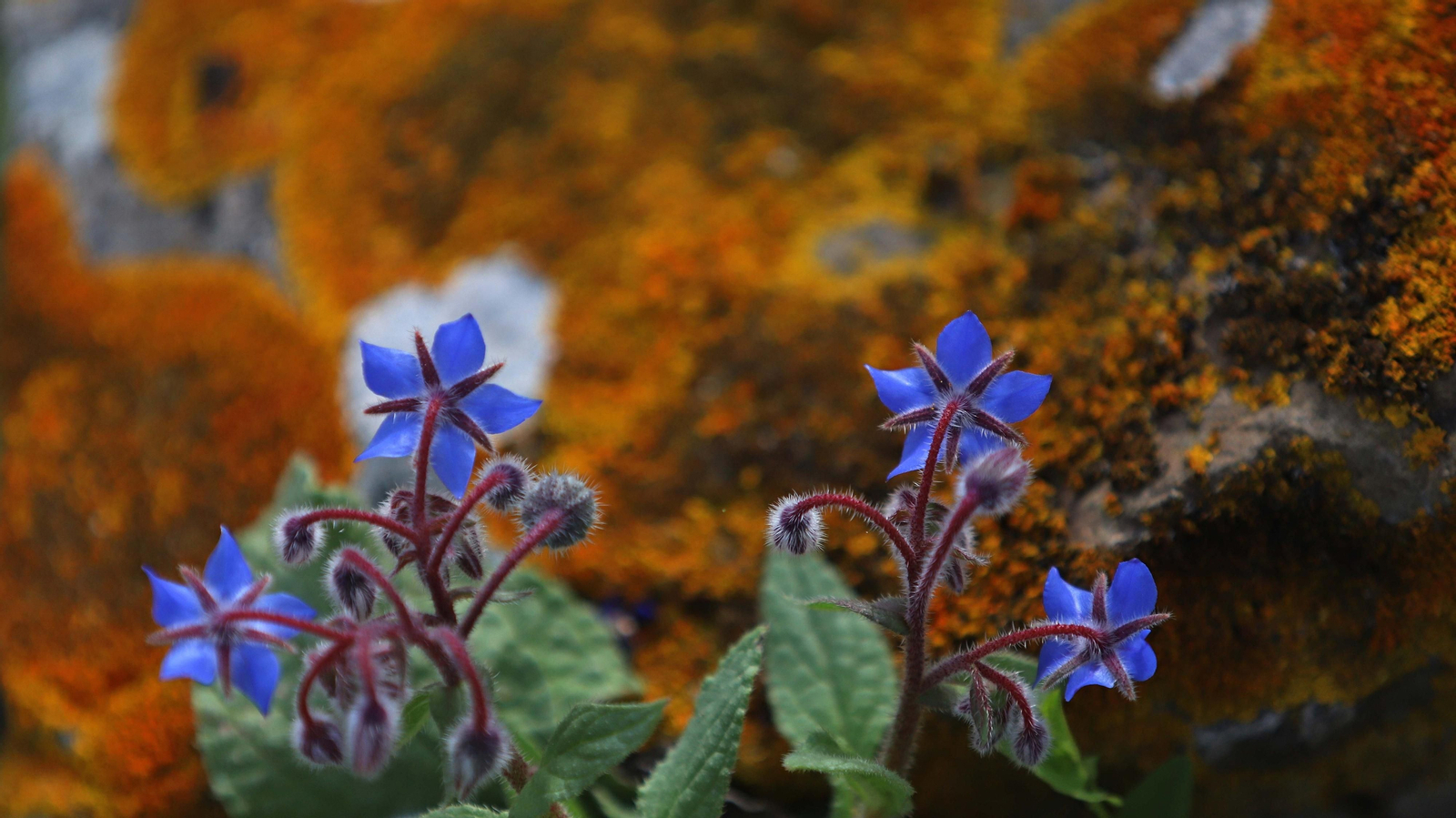 Fotos de la ruta de Fuente Urate en Algeciras